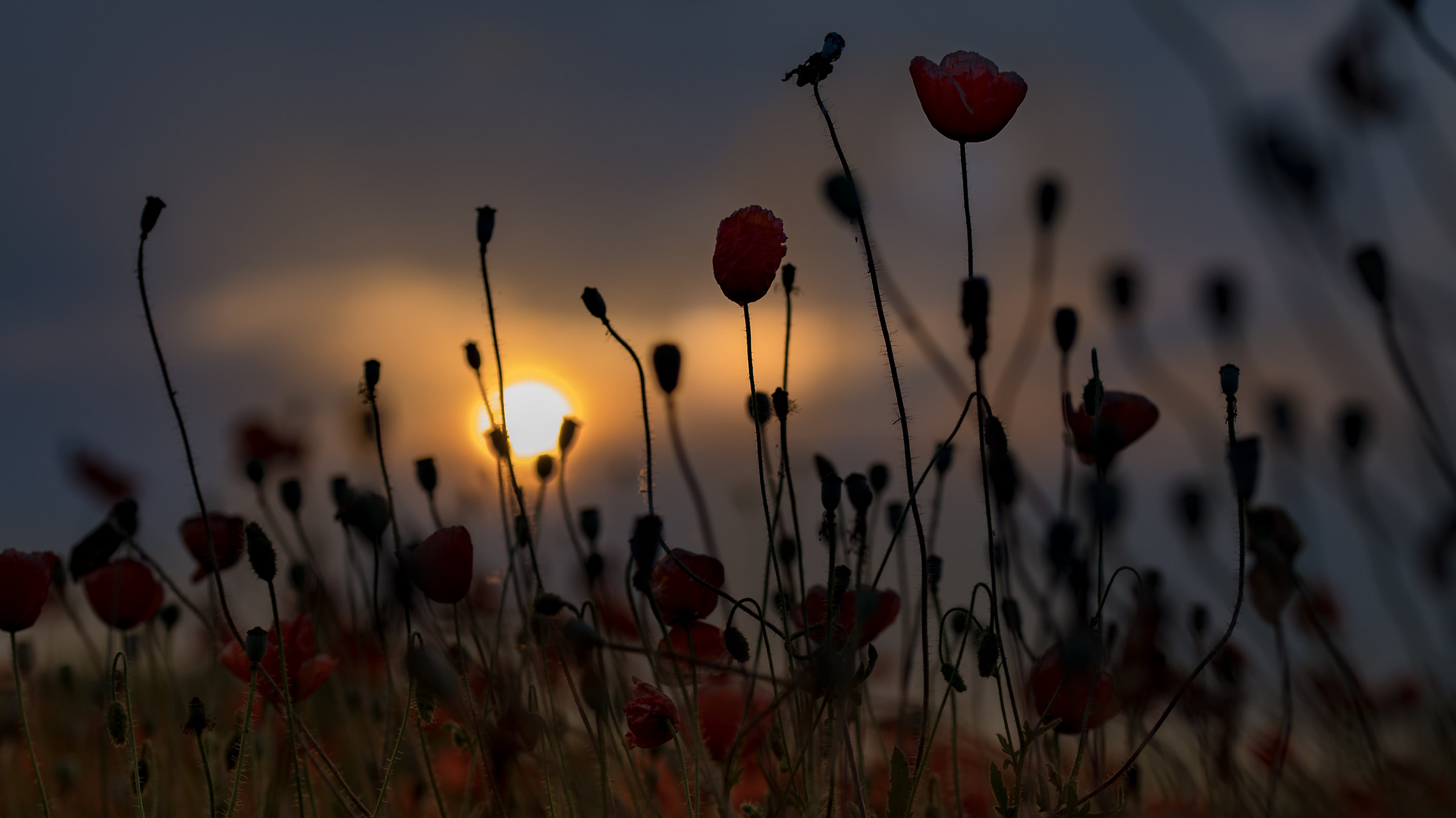 In the world of poppies