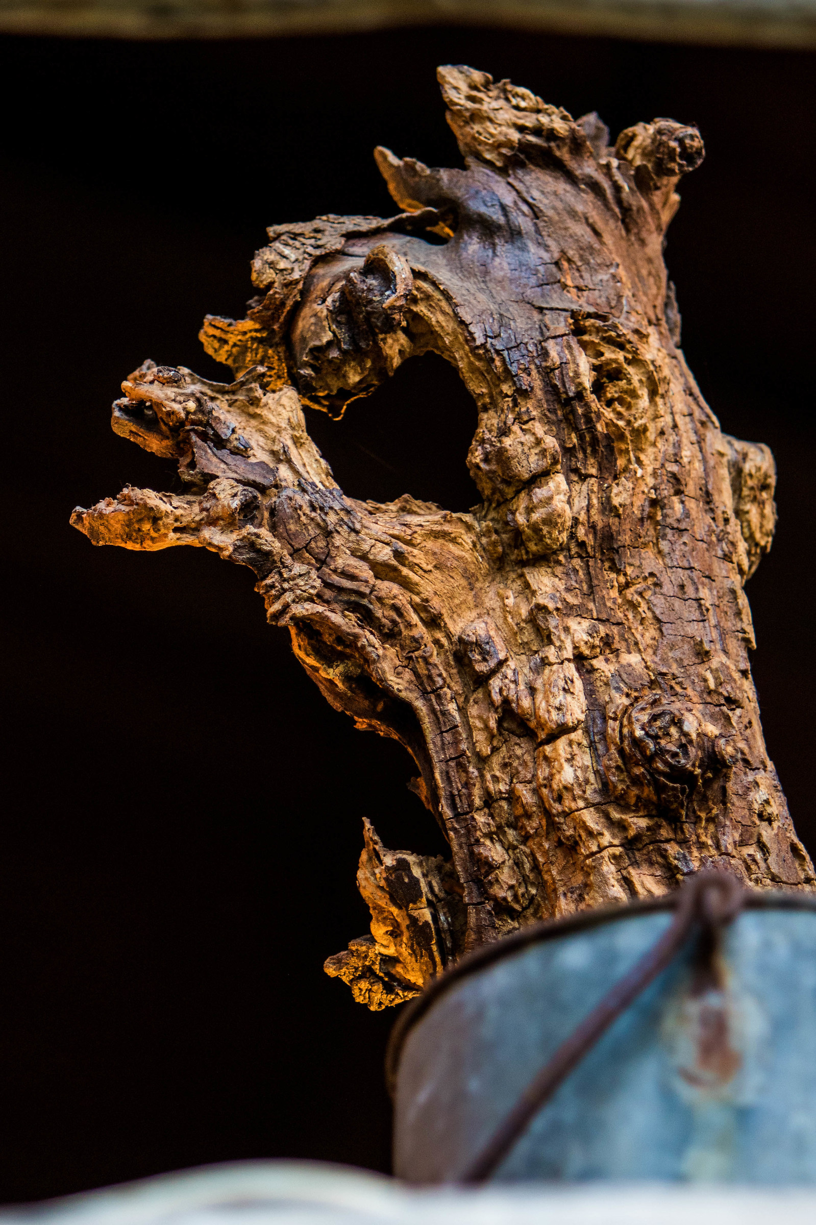 Un tronco brontolone...