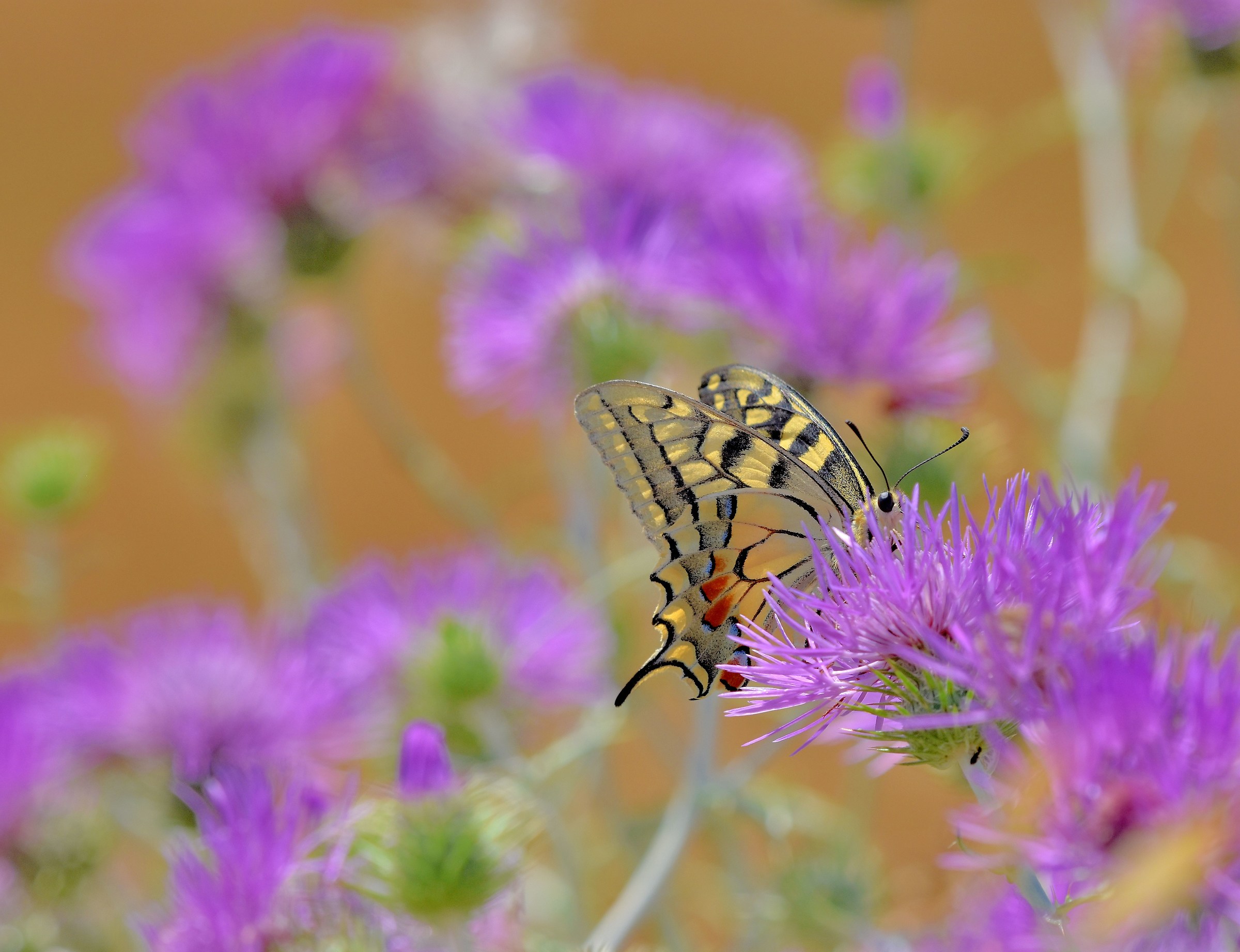 Beautiful on beautiful