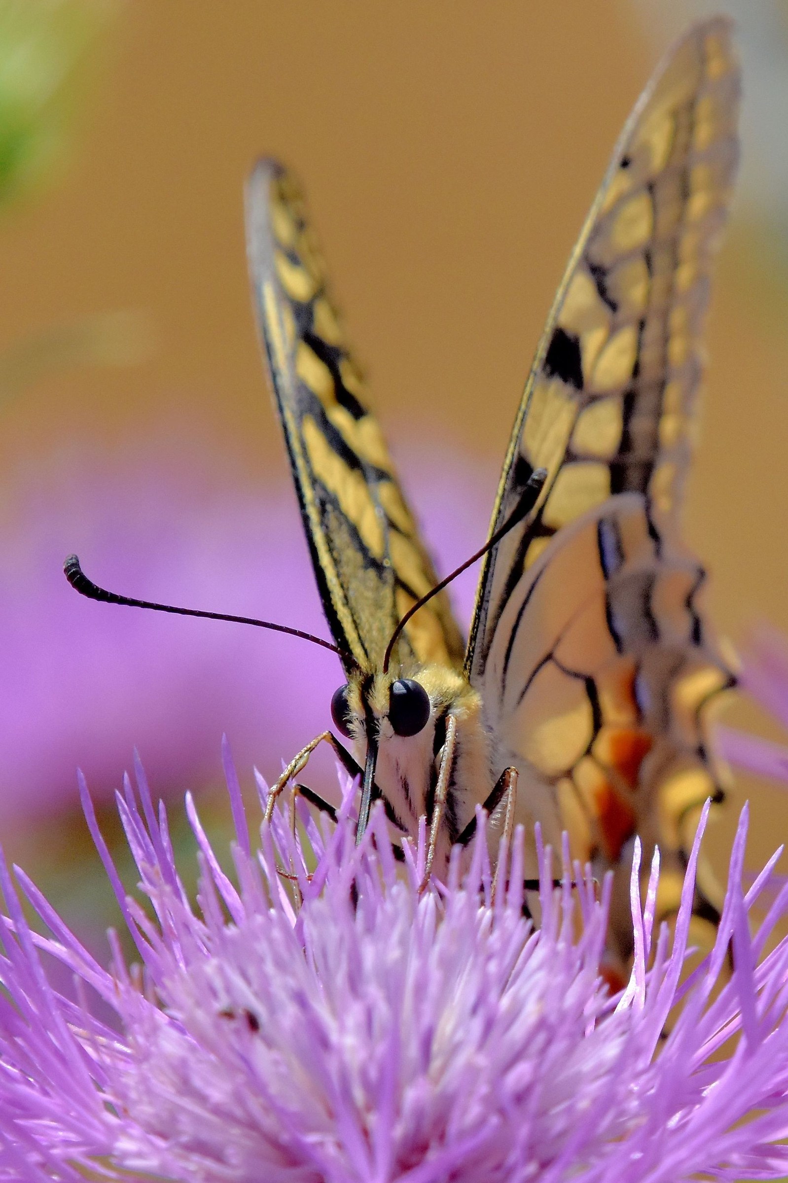 Butterfly Swallowtail