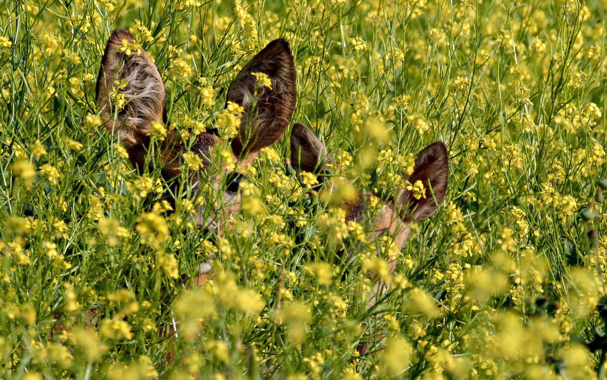 capriolo femmina e piccolo