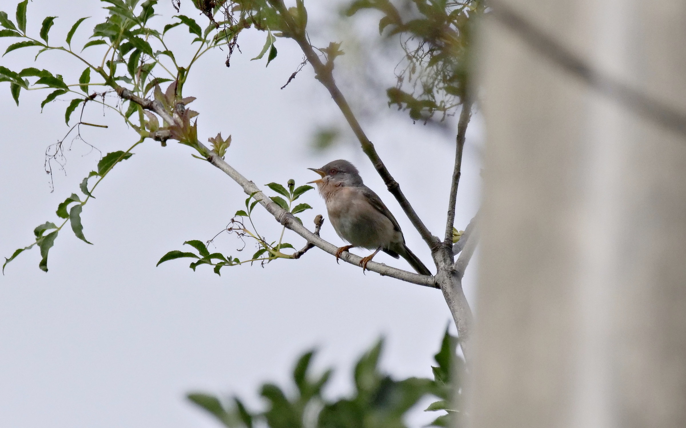 sterpazzolina di Moltoni