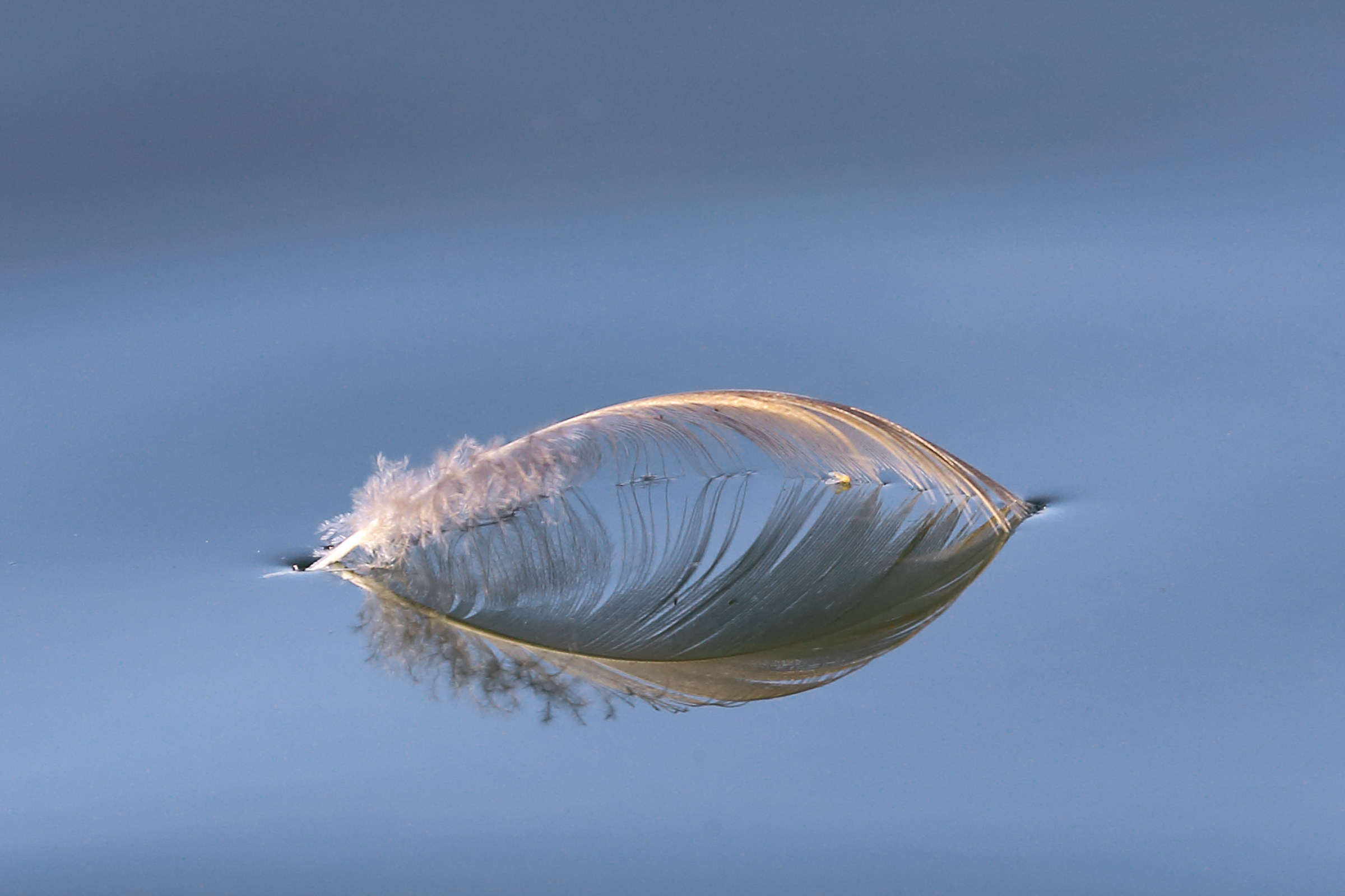 La leggerezza ........di una piuma