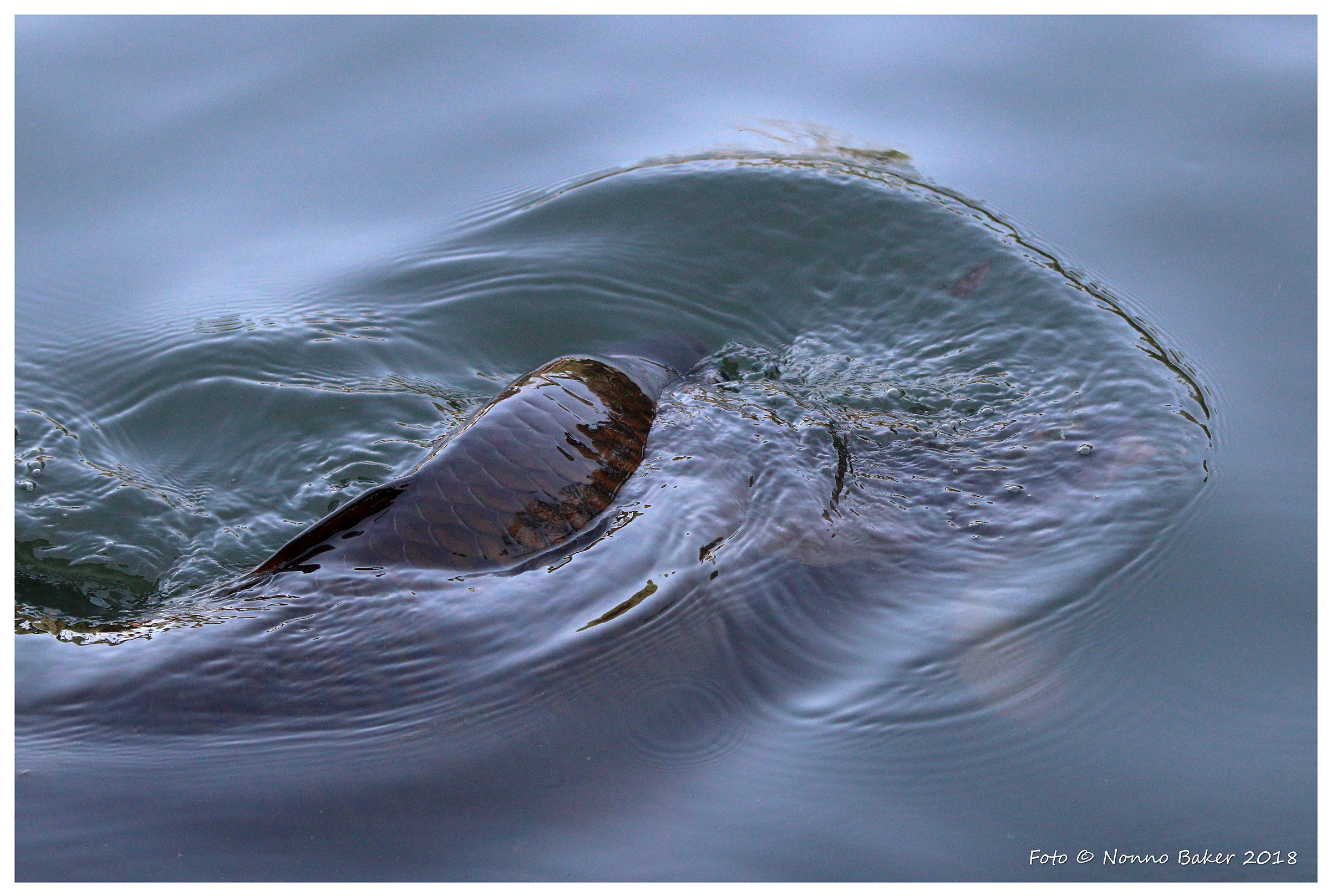 Andar per papere e beccare i pesci