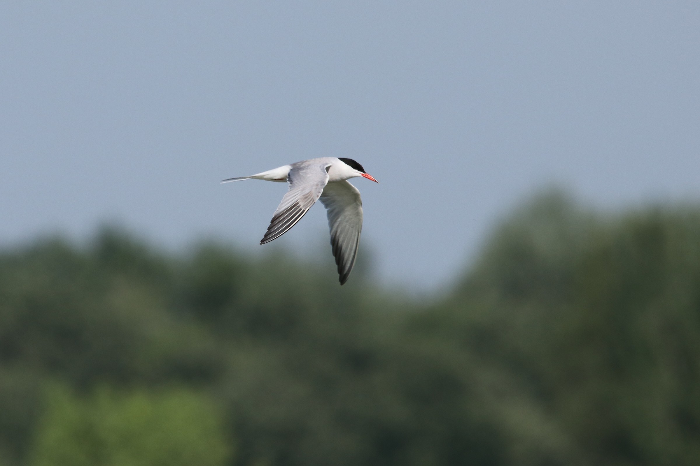 Common Tern