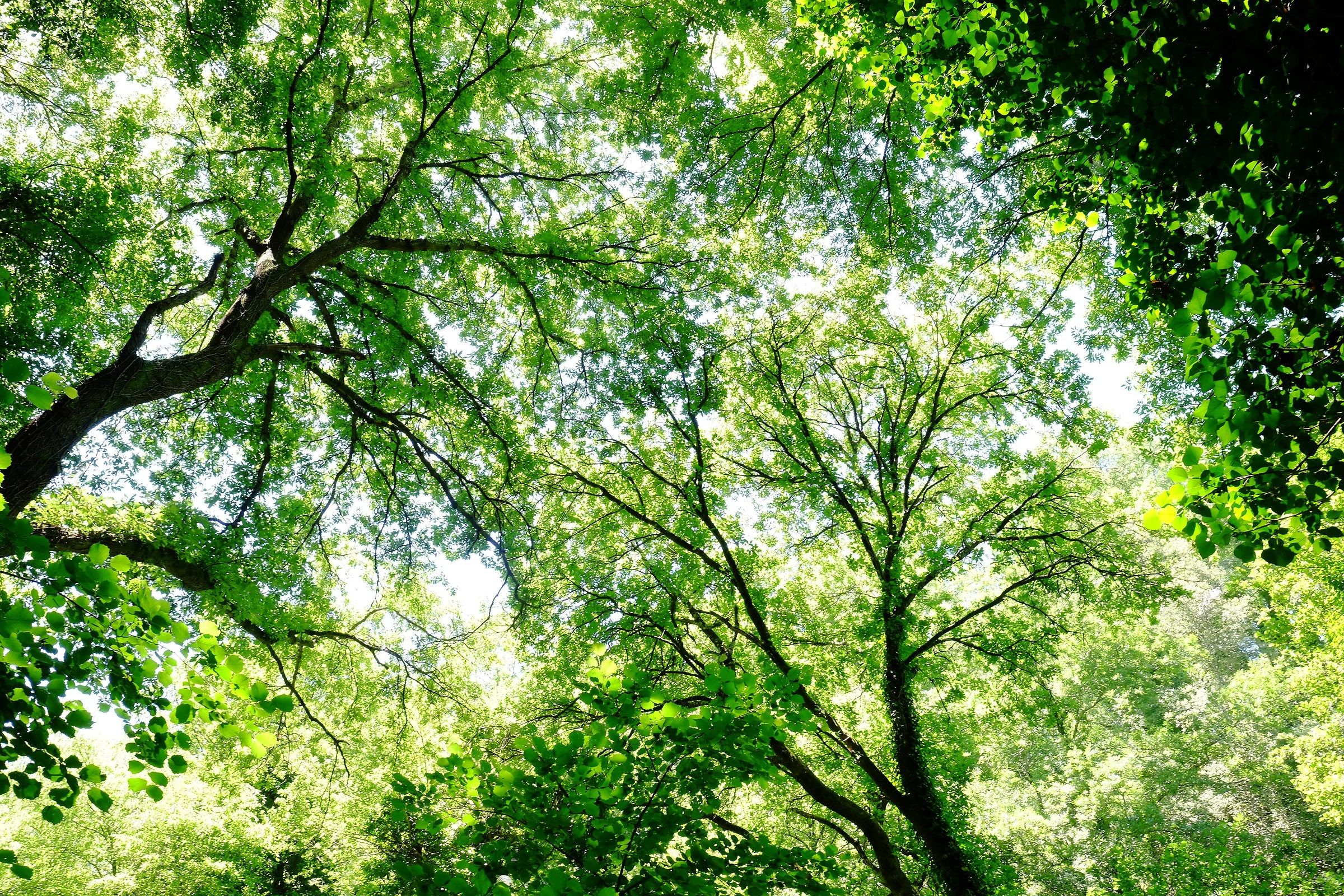 Alberi