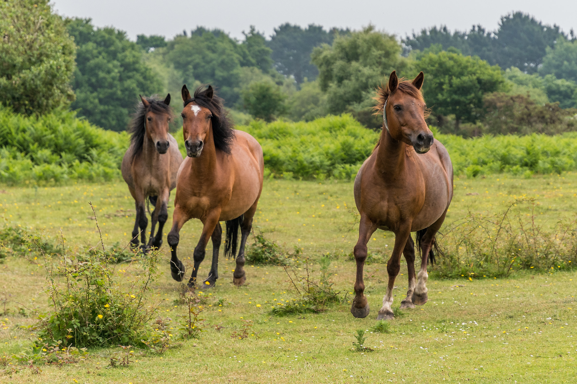 Nuovi pony forestali (versione a colori)