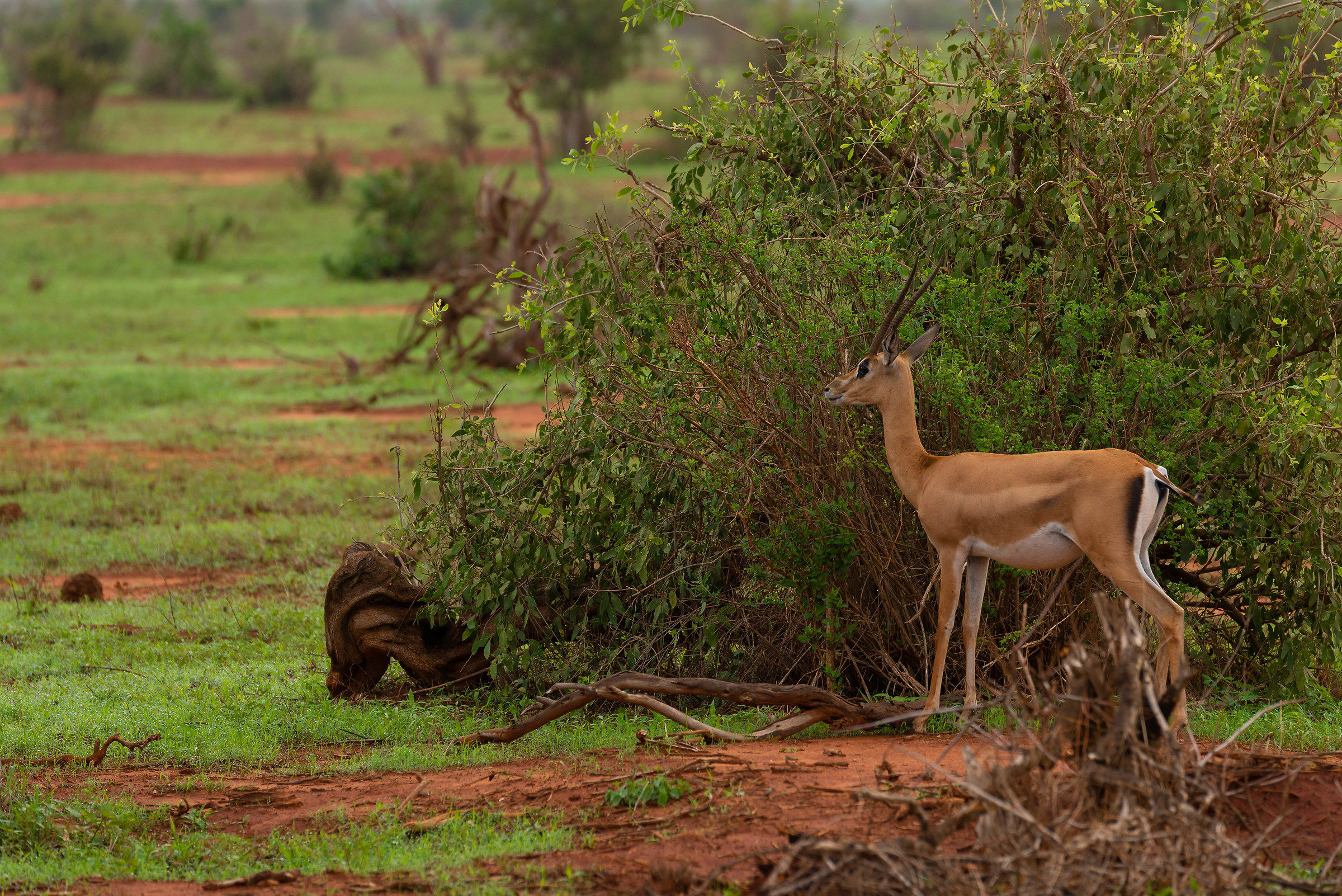 Tsavo east - gazzella