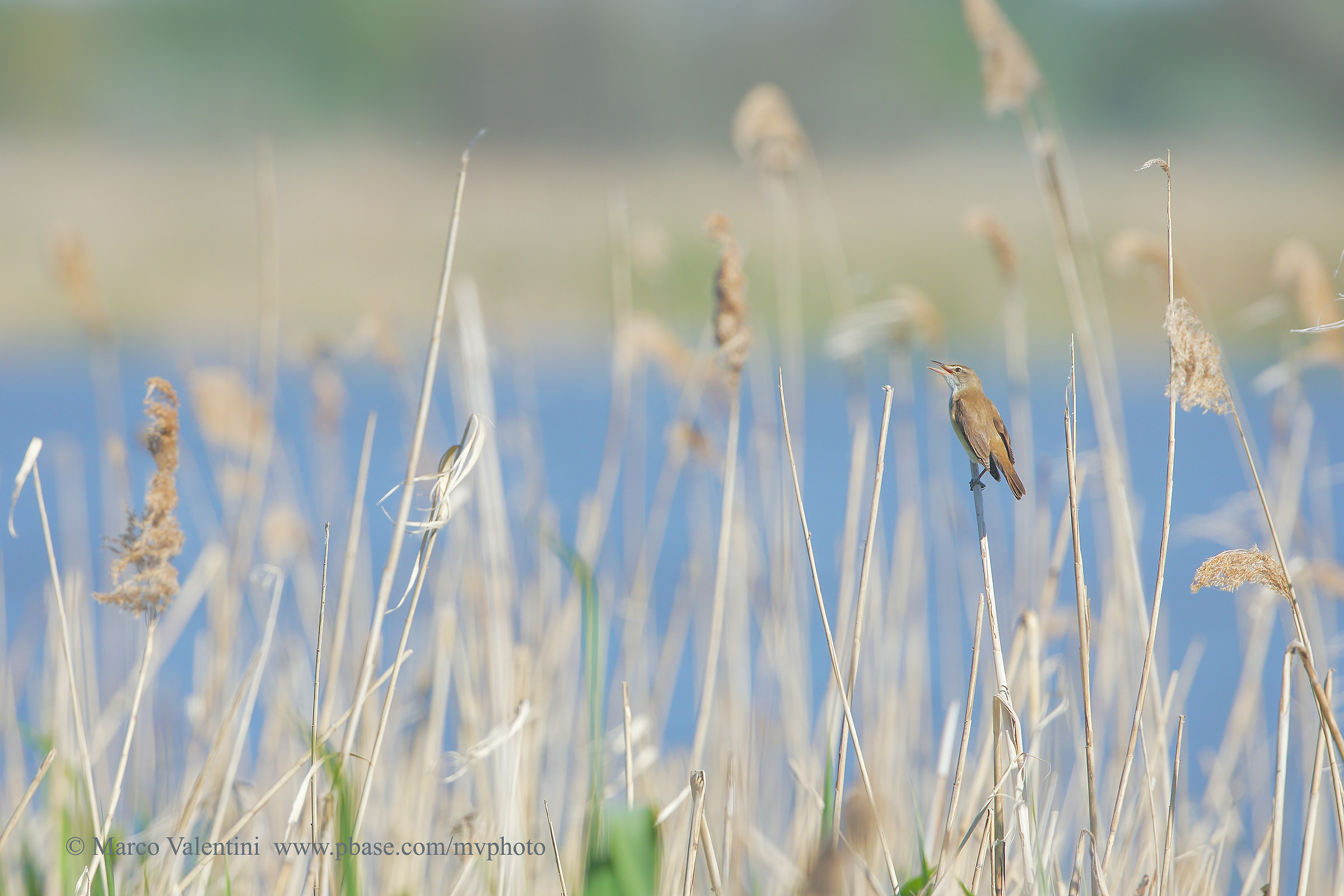 The world of Warbler