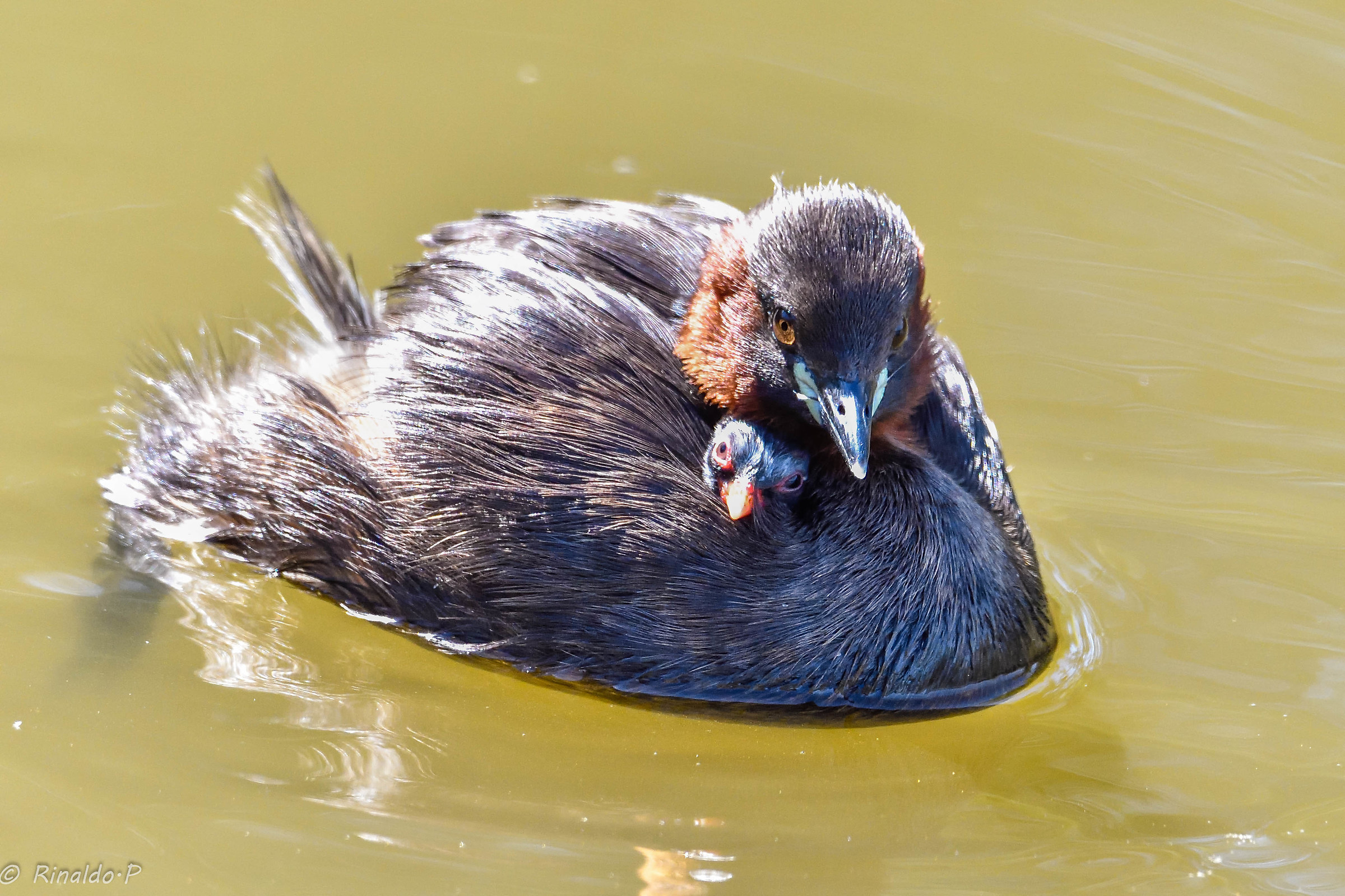 Plunge with Offspring