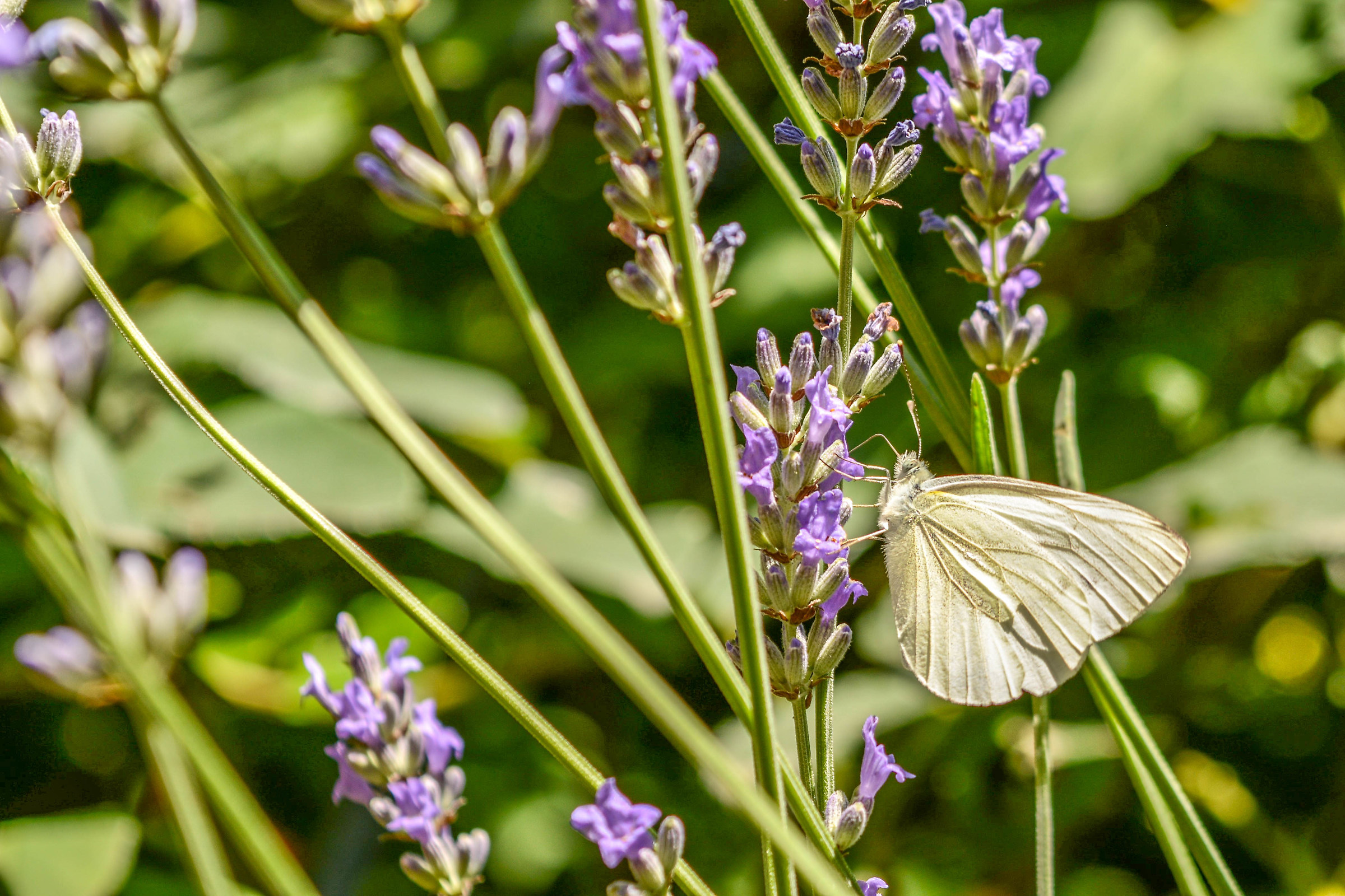 Butterfly on Lavender