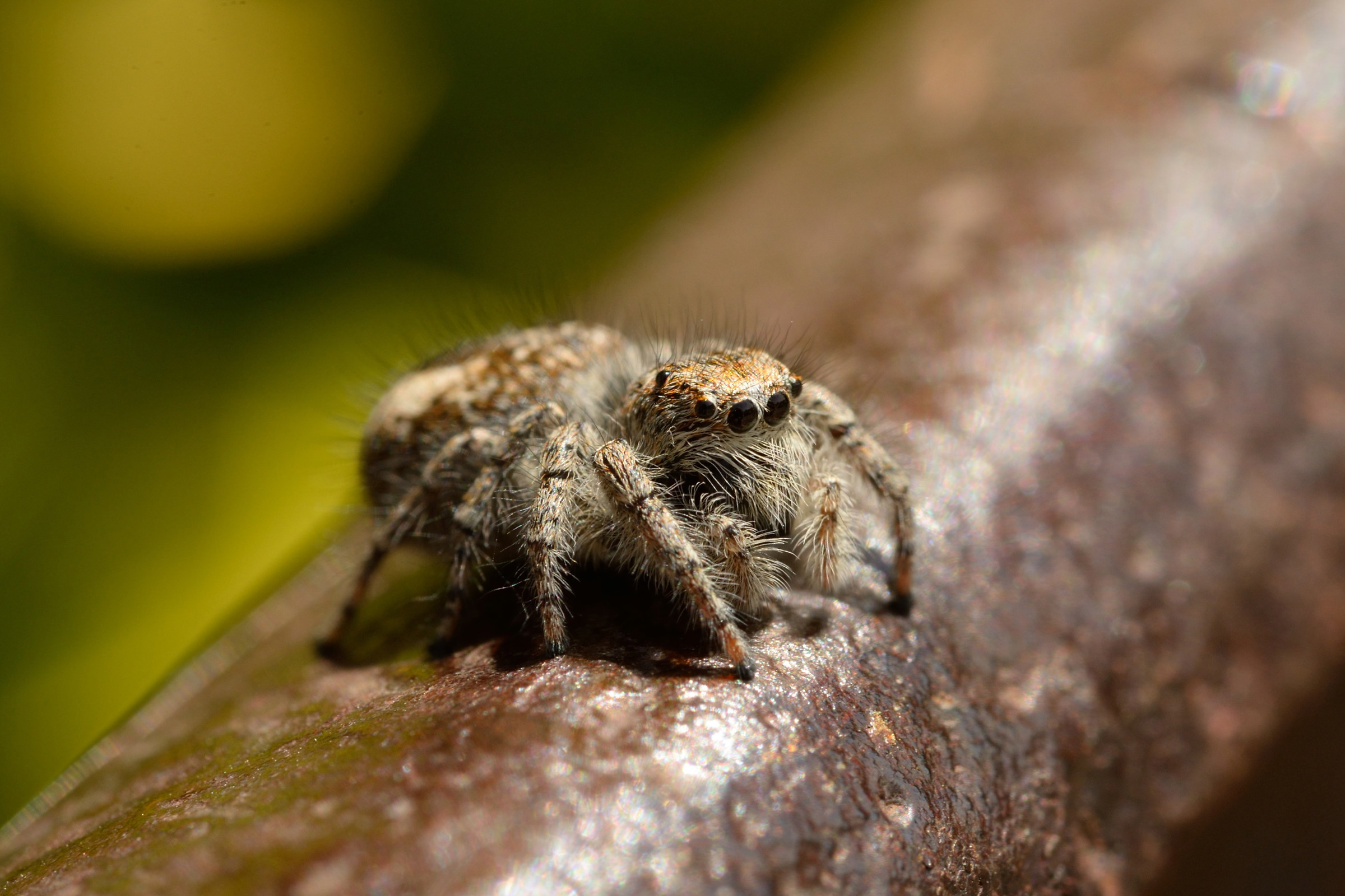 Simpatico ragnetto saltatore