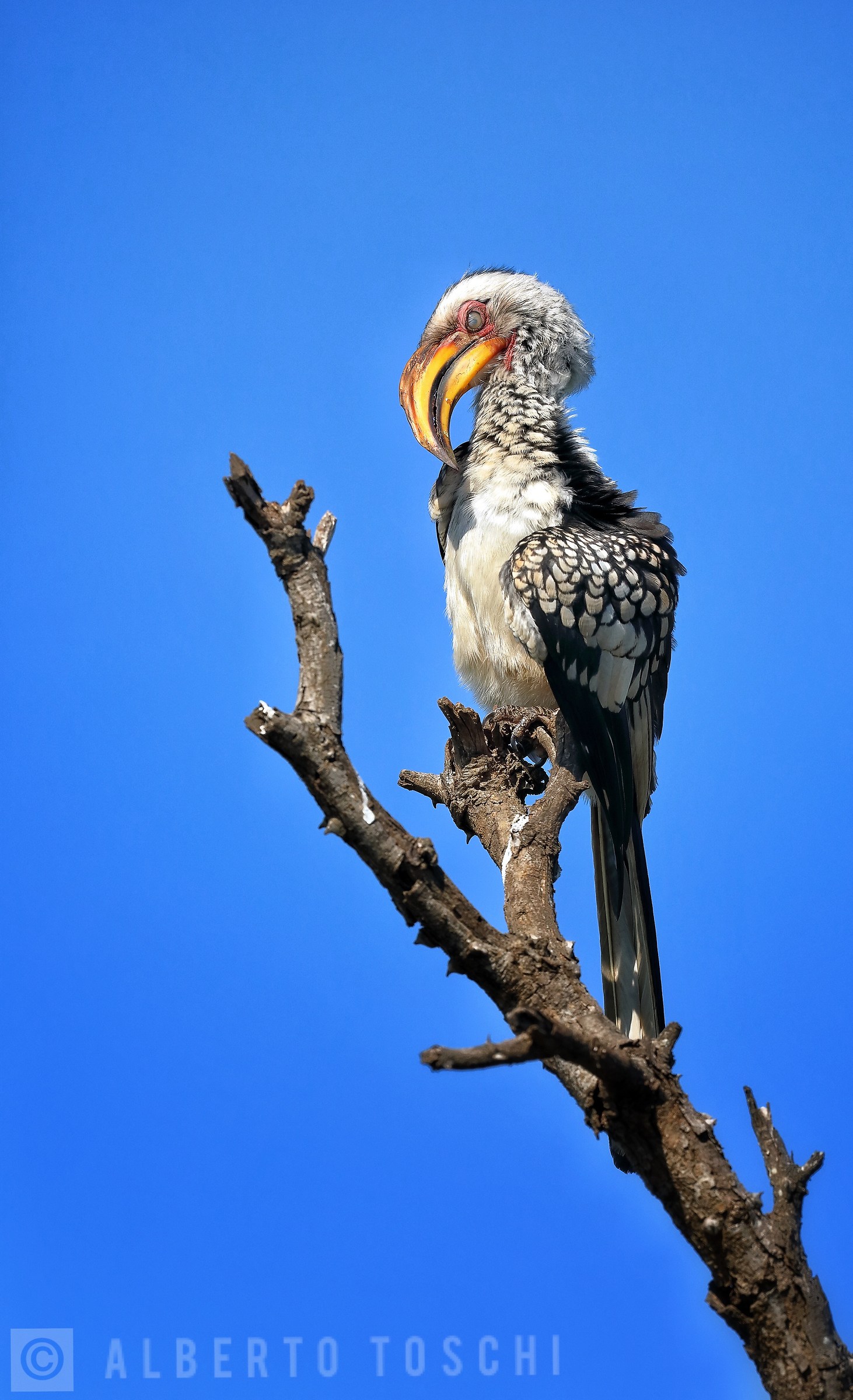 Hornbill