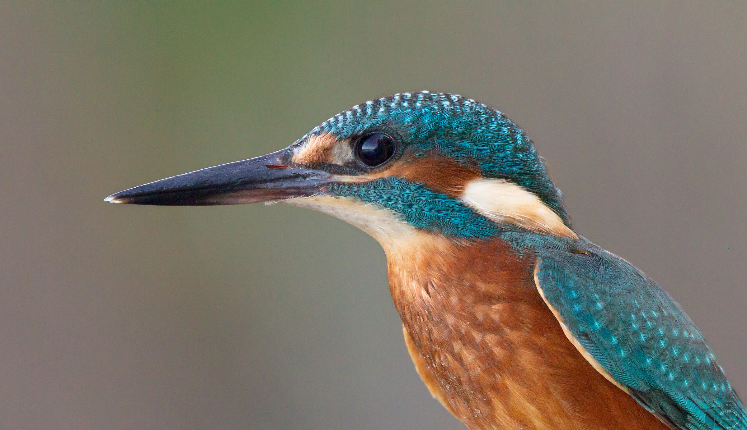 Portrait of Kingfisher 2018