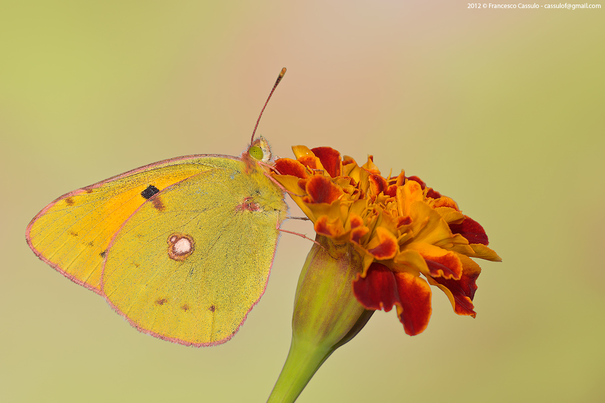 Colias alfacariensis (Ribbe, 1905)