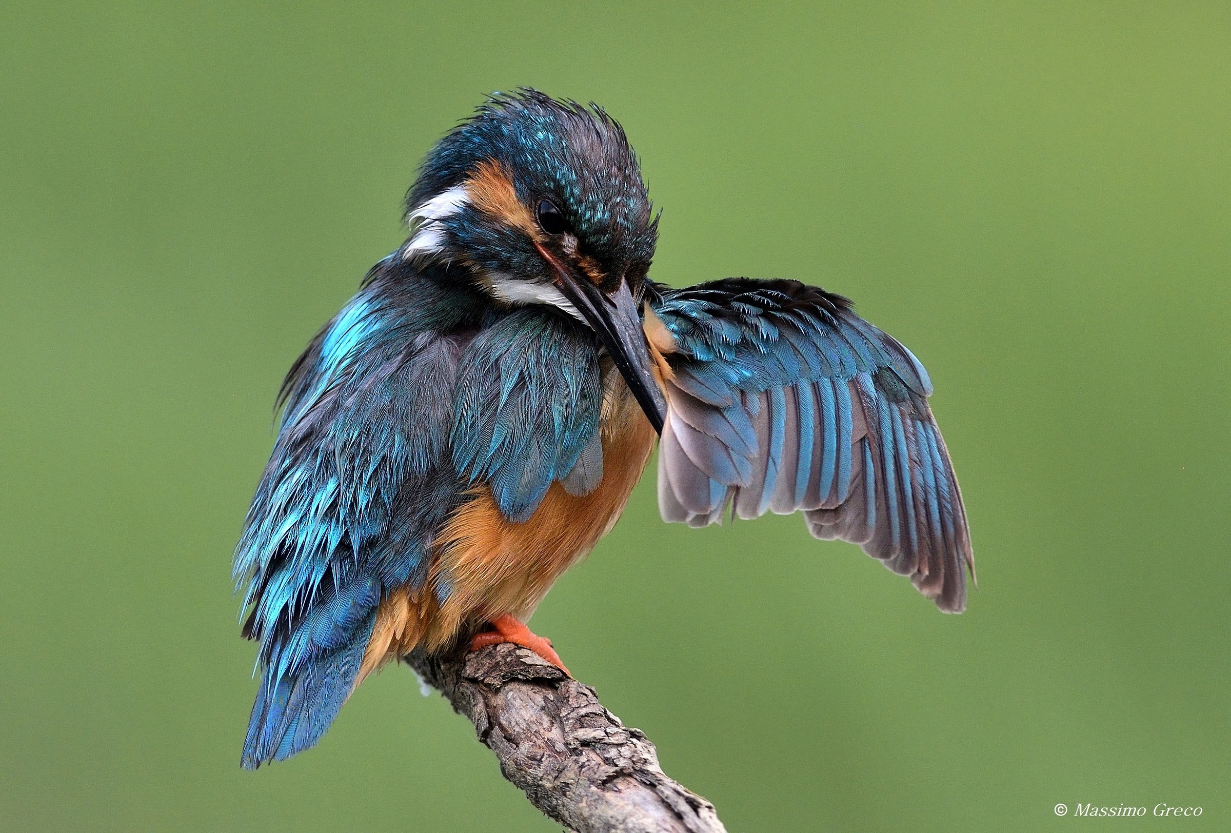 Kingfisher