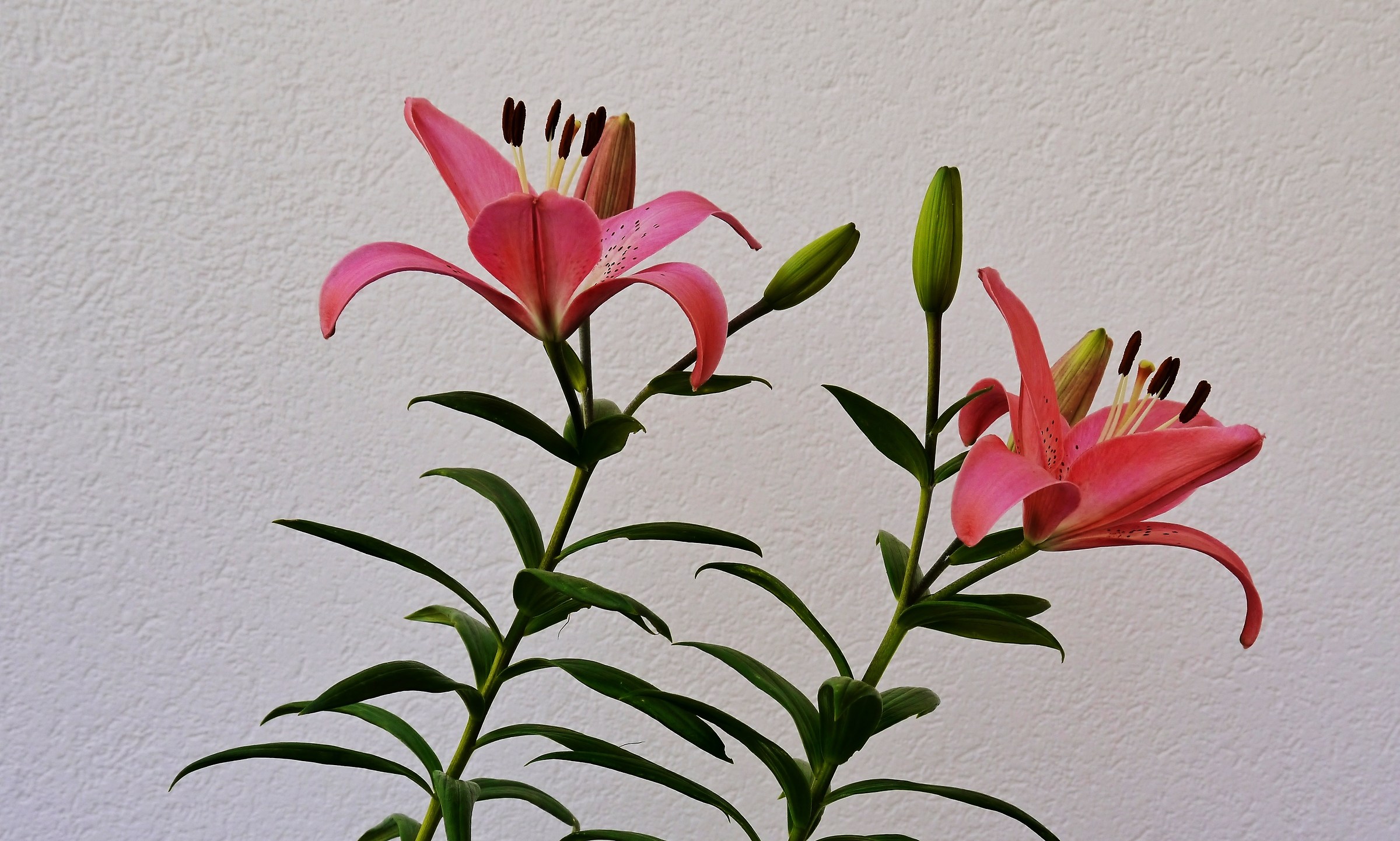 Lilium