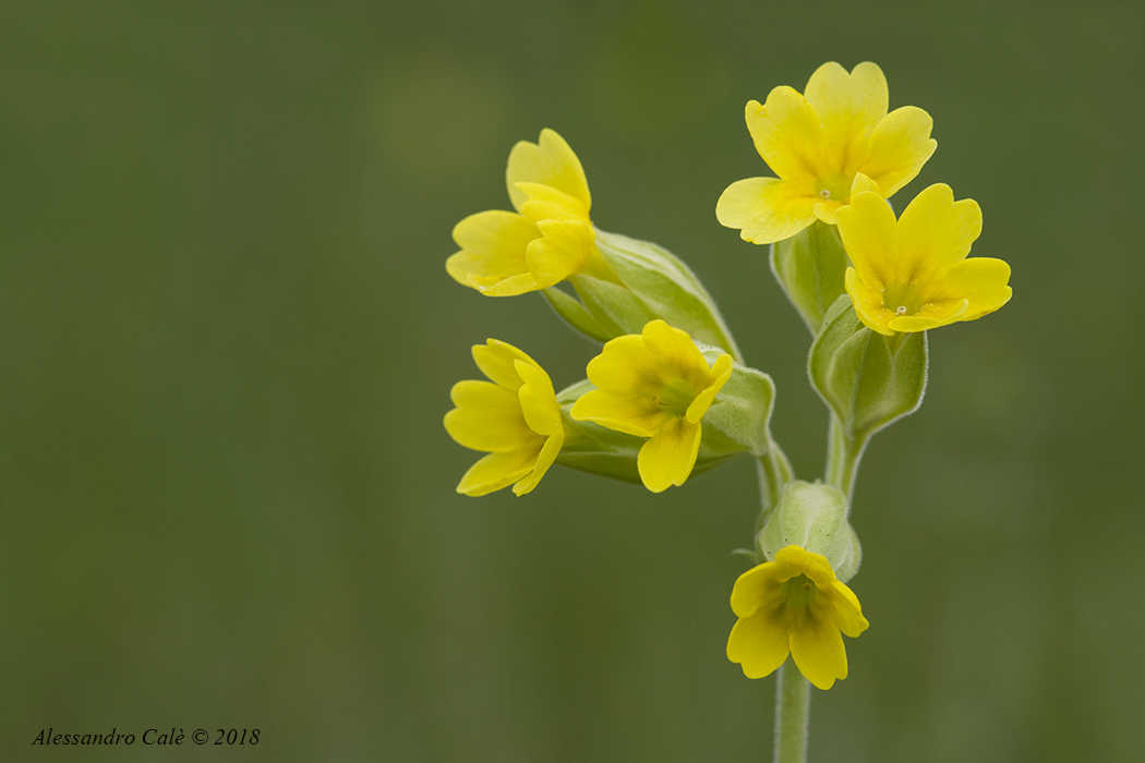 Primula veris (Primula odorosa) 7246