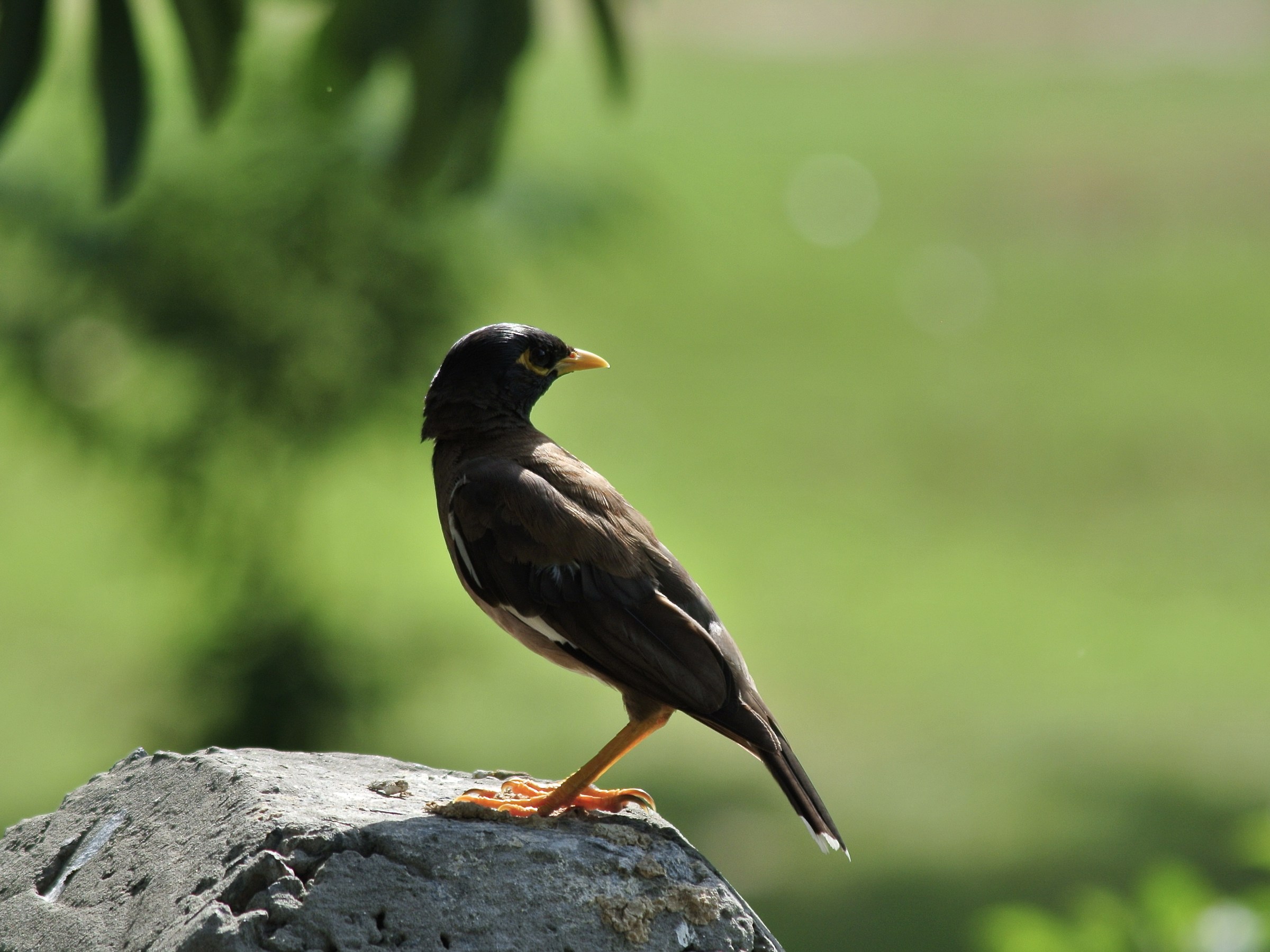Common Myna