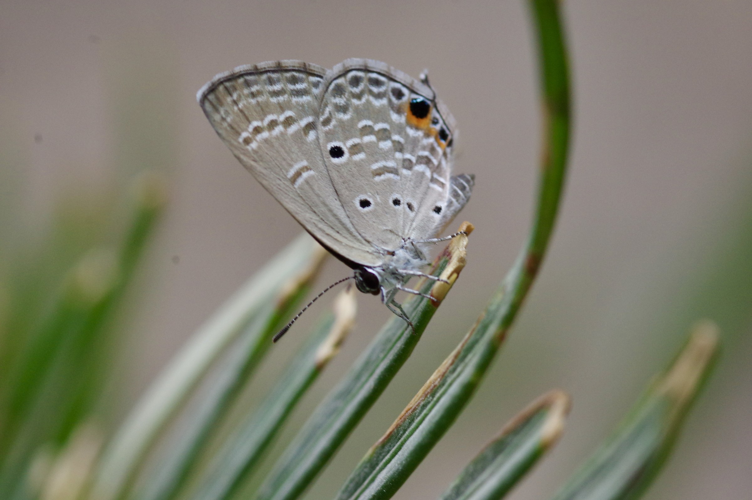 Little butterfly on leaves