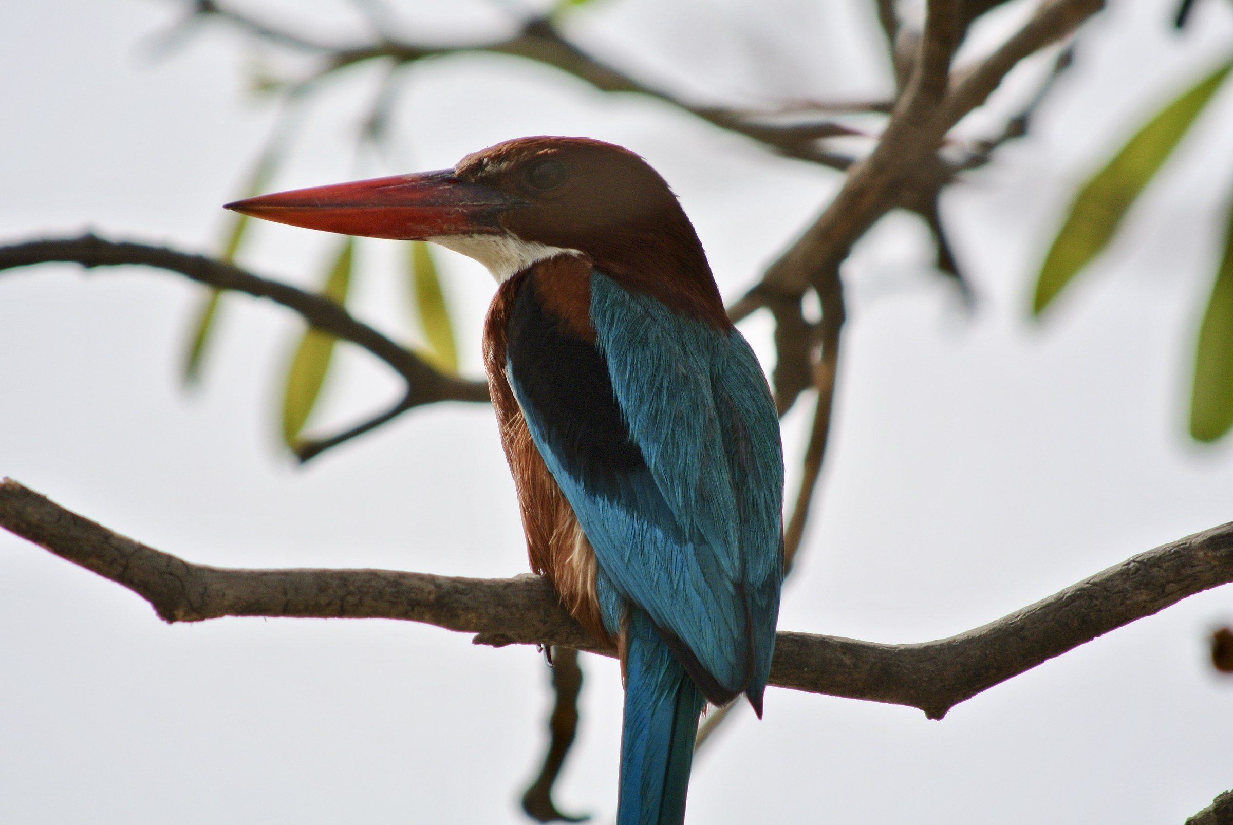 Colourful Kingfisher