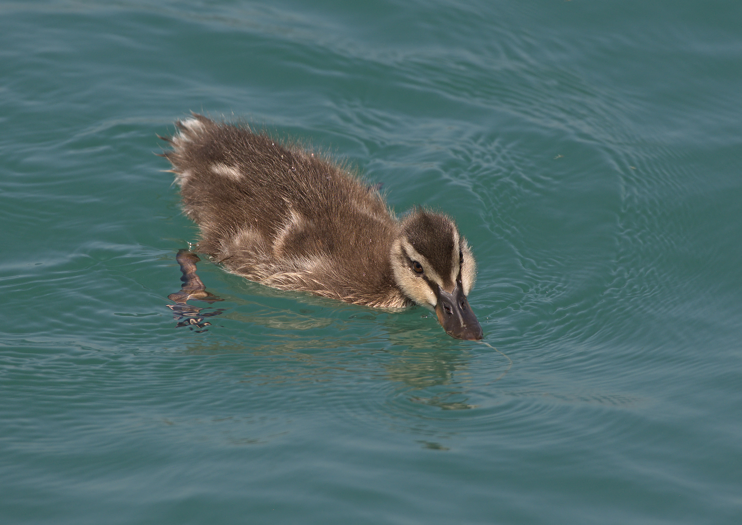 Duckling