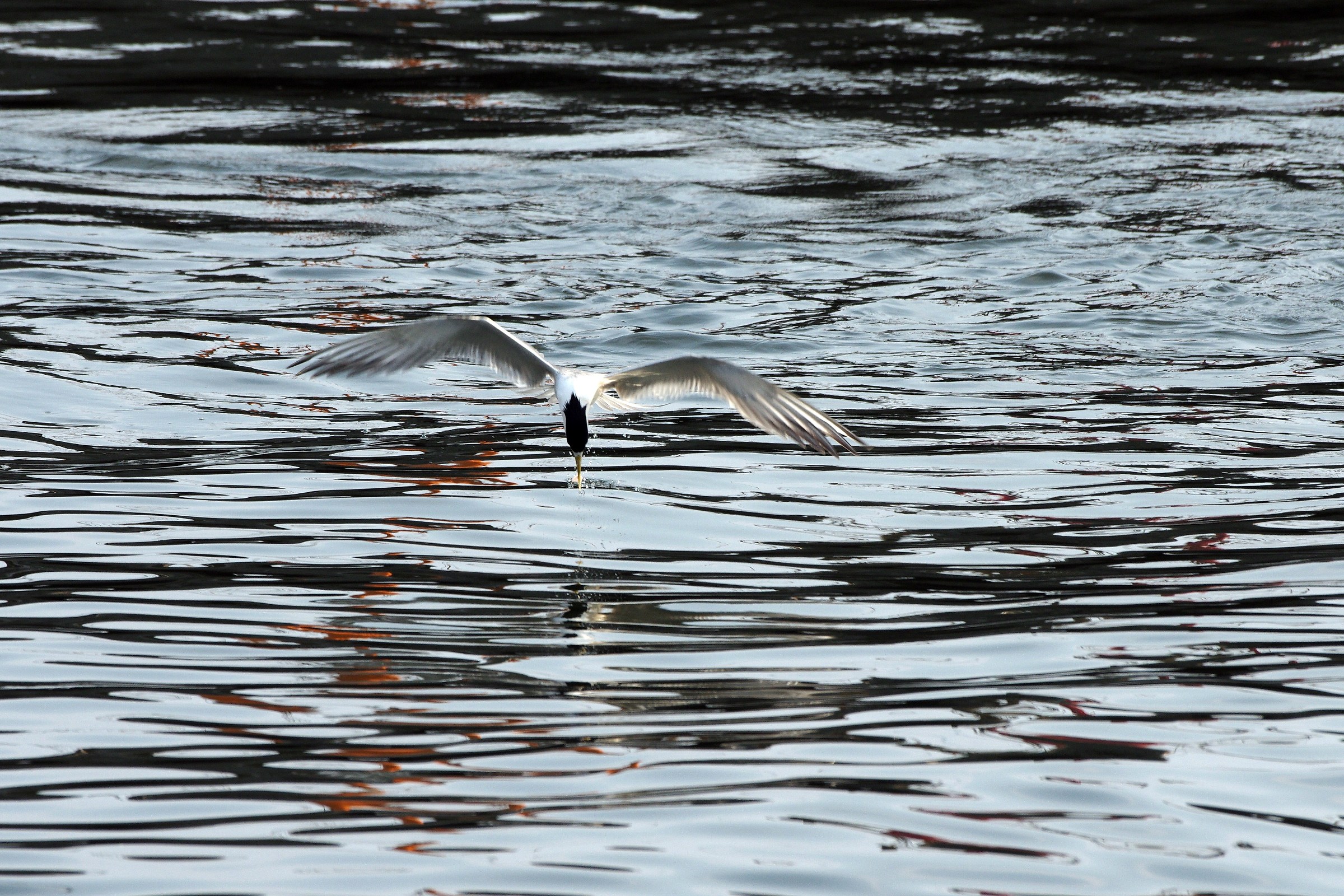 Great Crested Tern