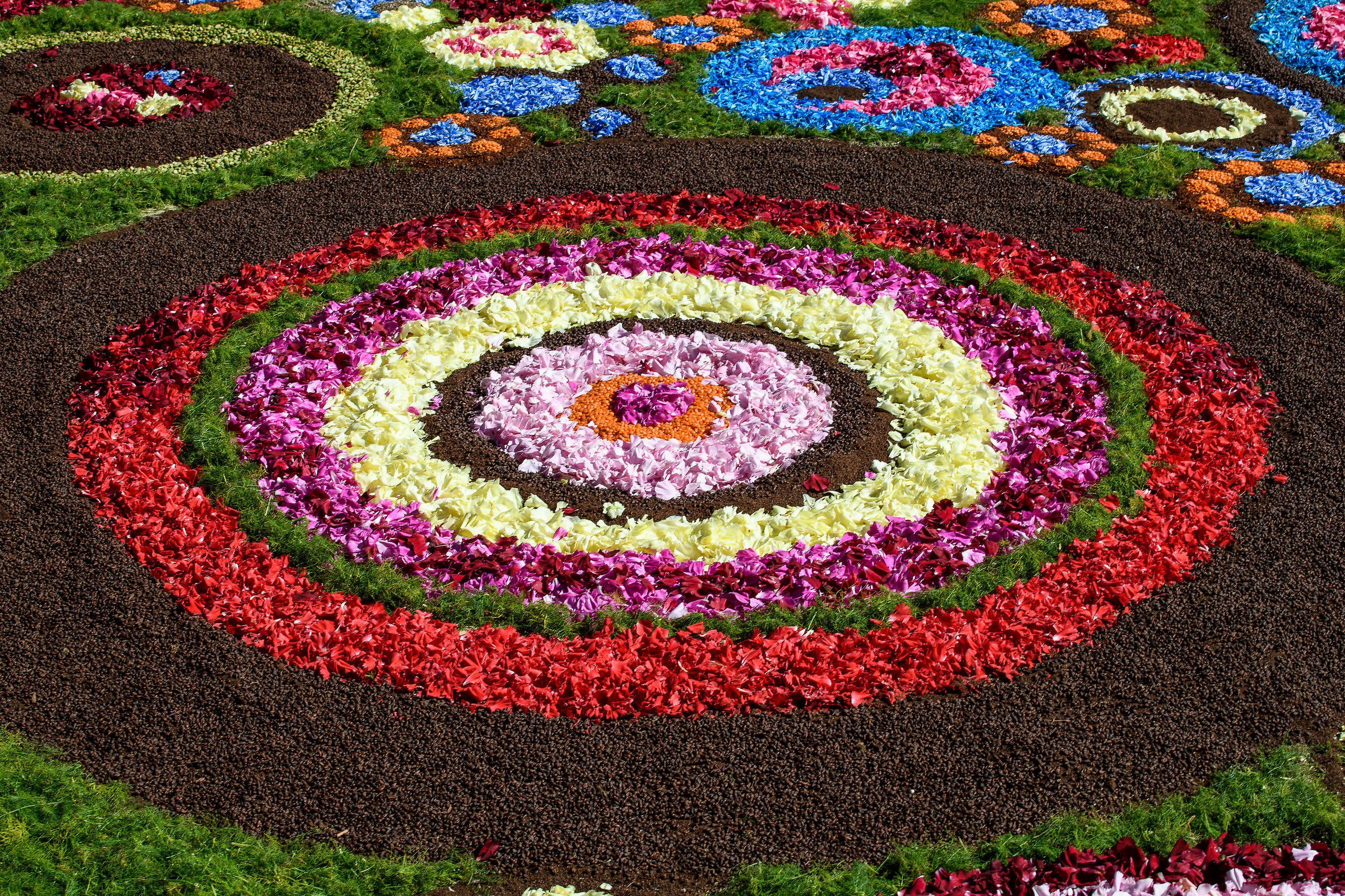 Gallagher of Rome 2018-The rite of the flowering