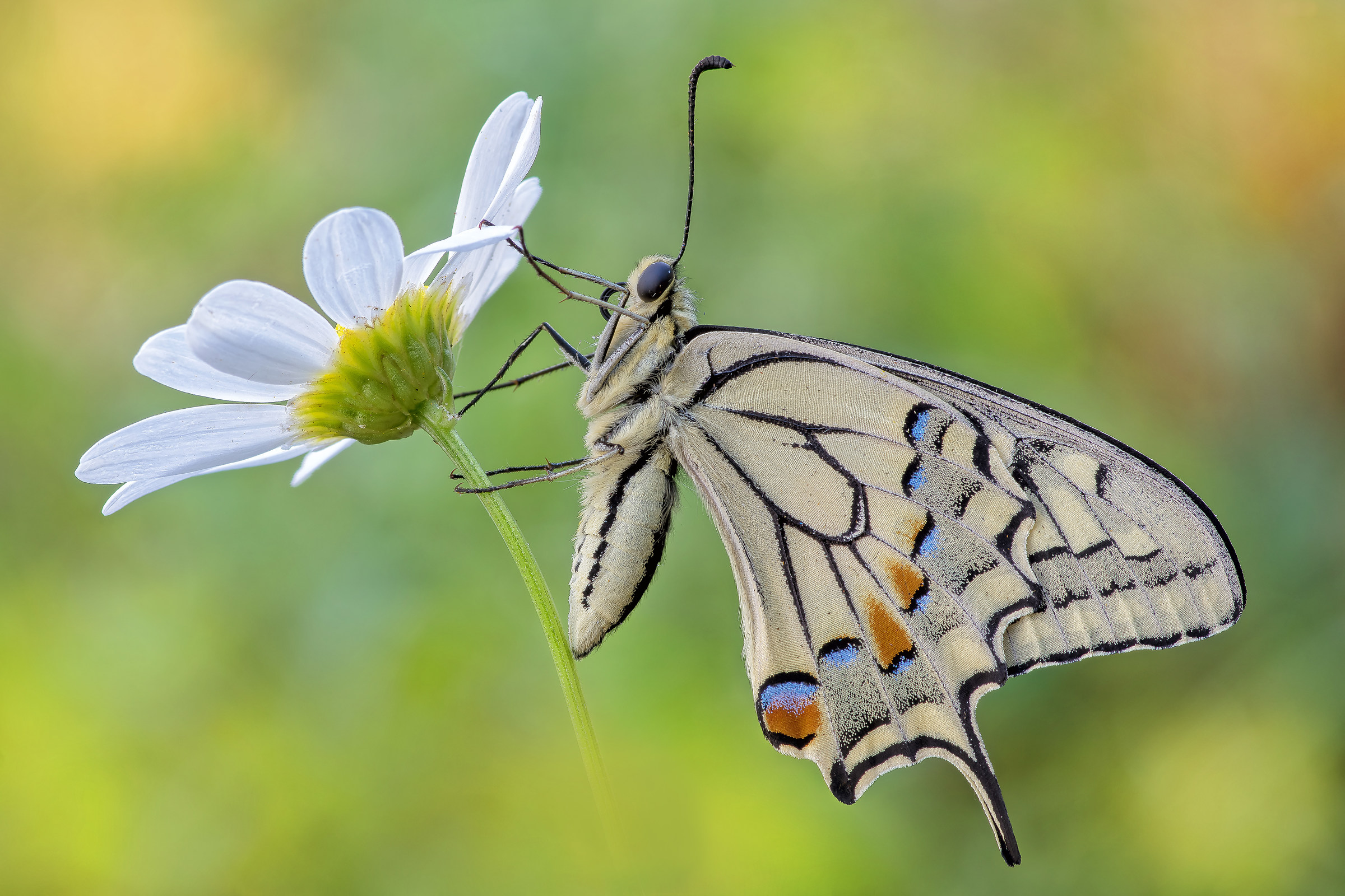 Papilio machaon (Linnaeus, 1758)
