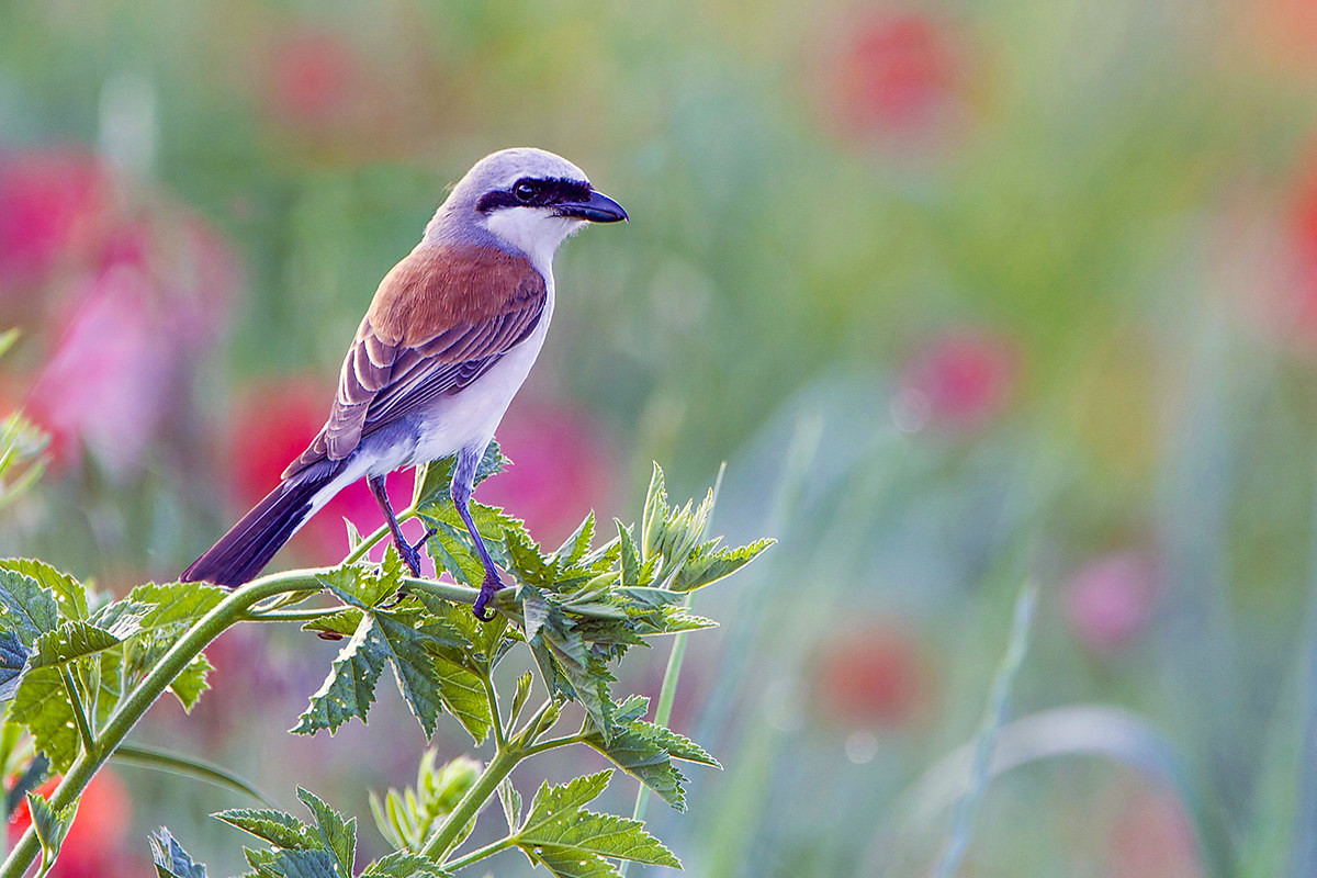 The having and the poppies