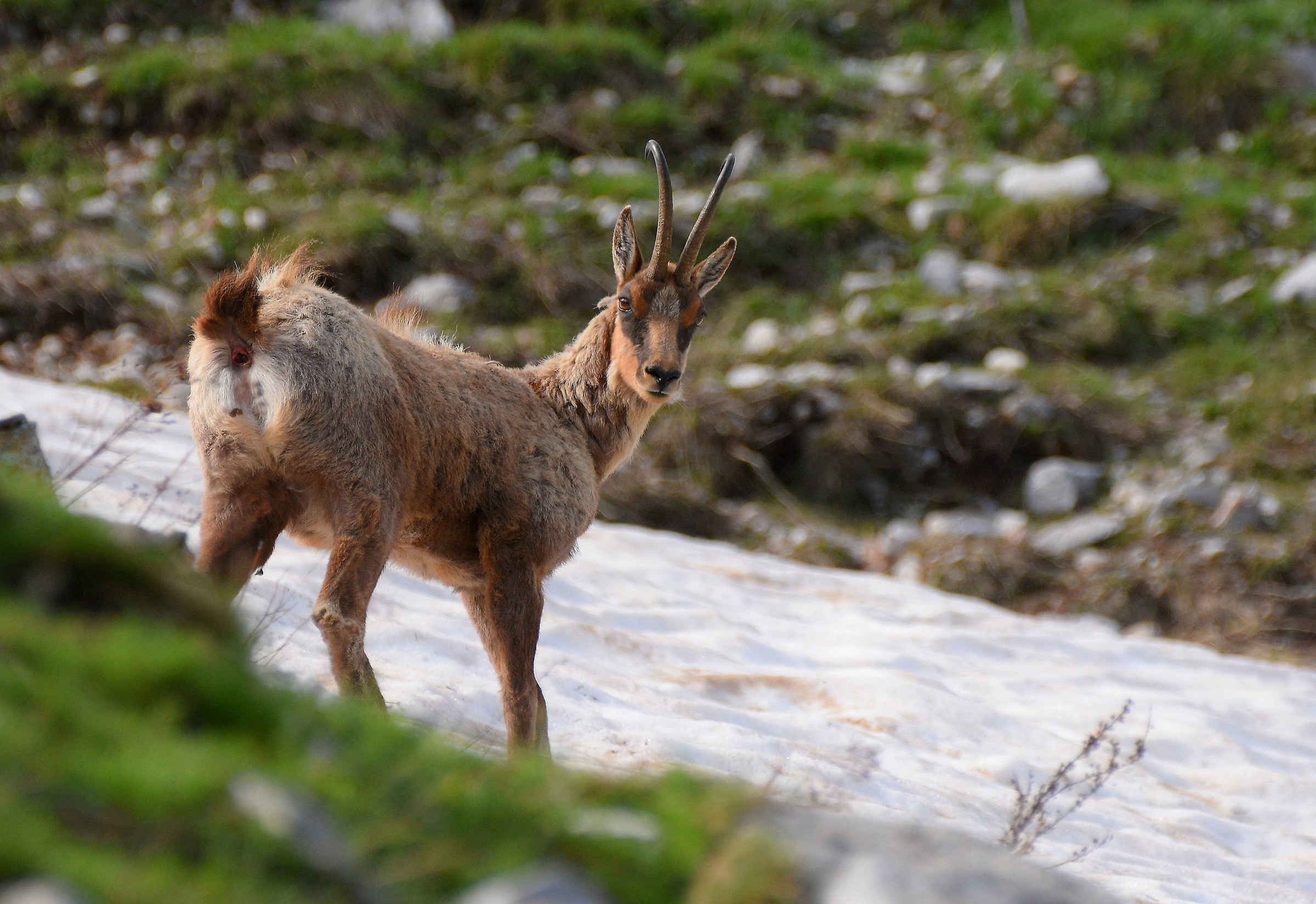 Camoscio d'Abruzzo