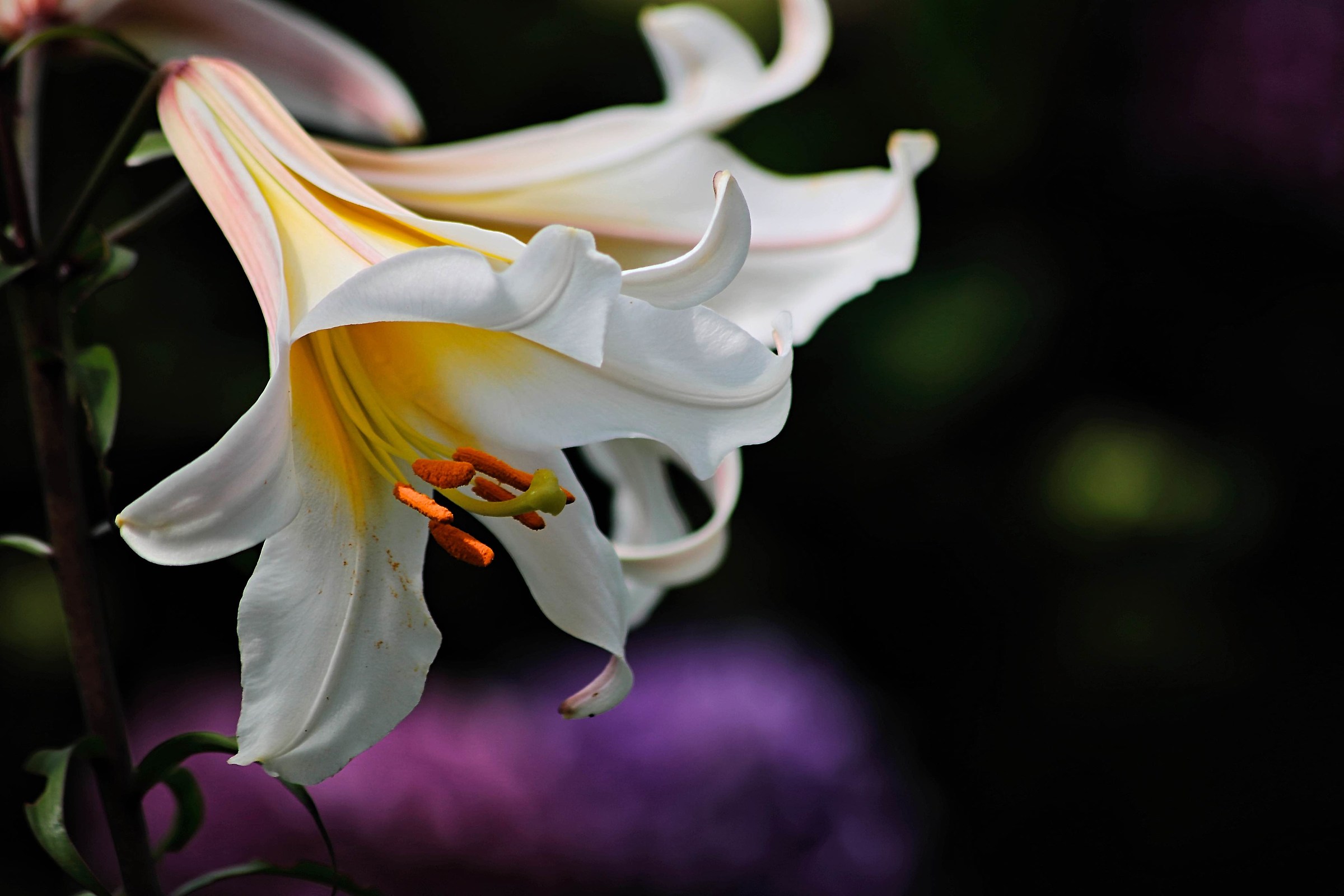Lilium