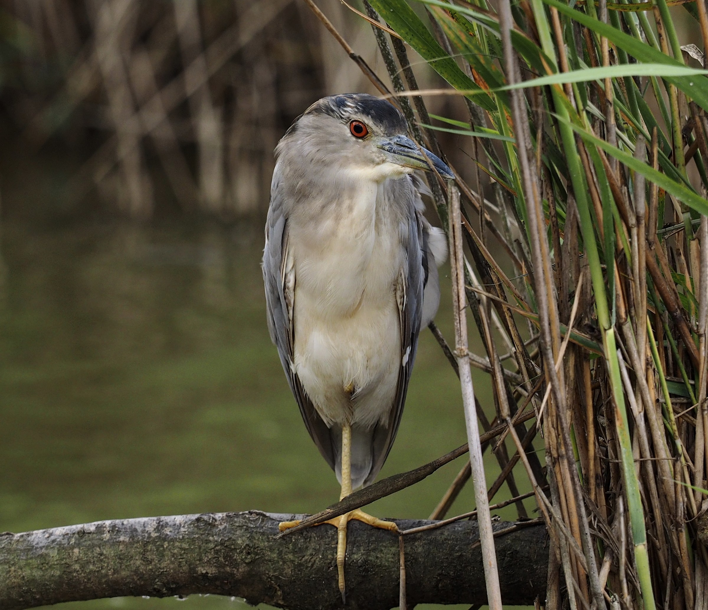 Nitticora in mutazione