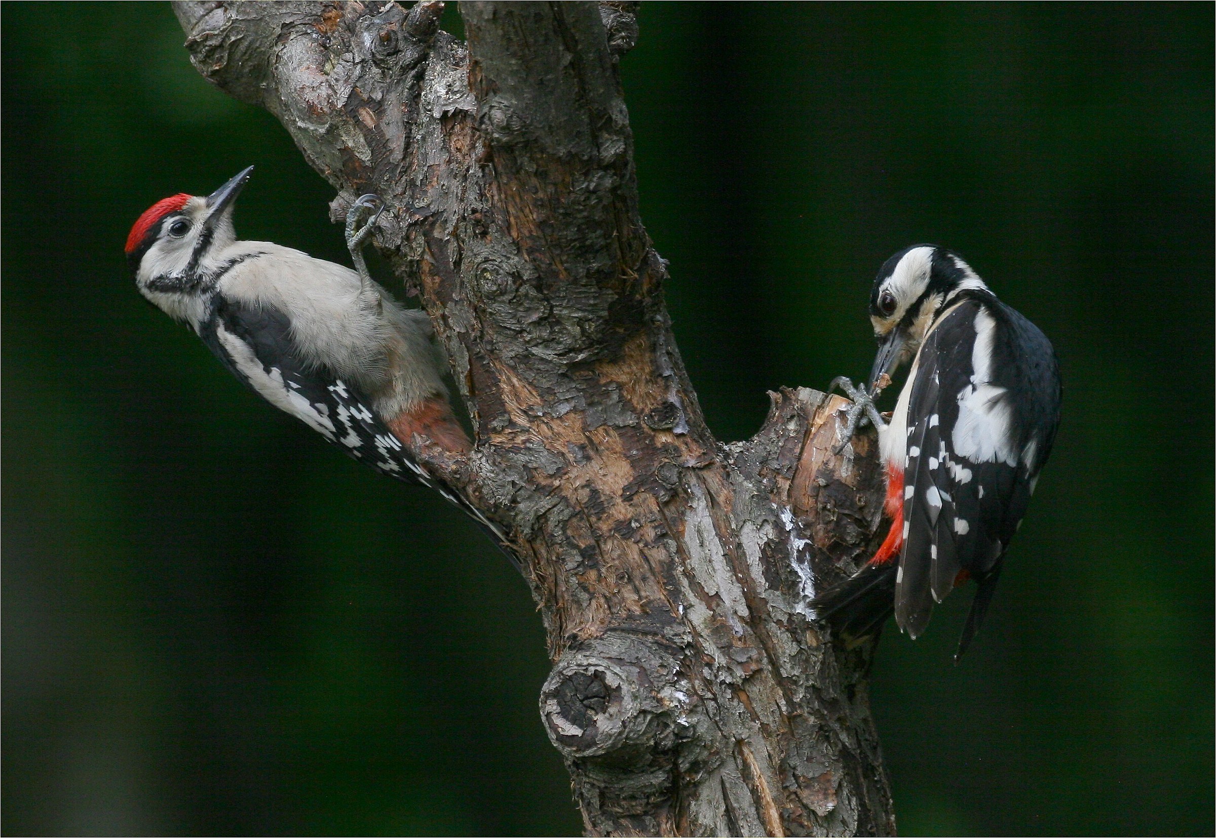 Ticino Park, Red Woodpecker