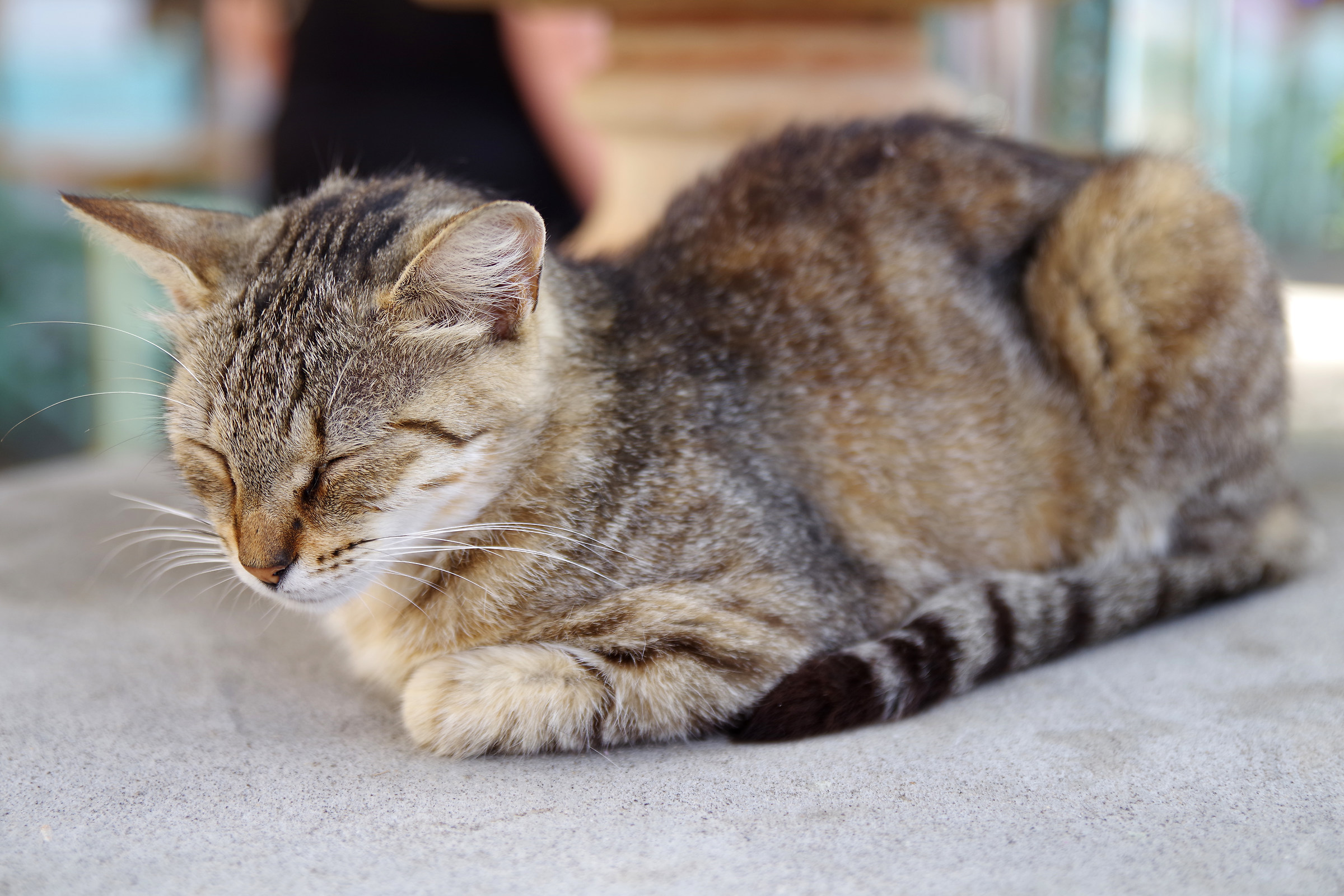 La siesta del Felino