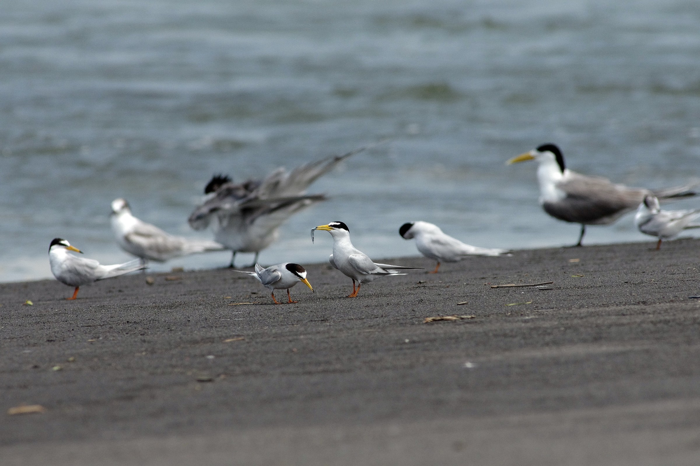 Little Tern