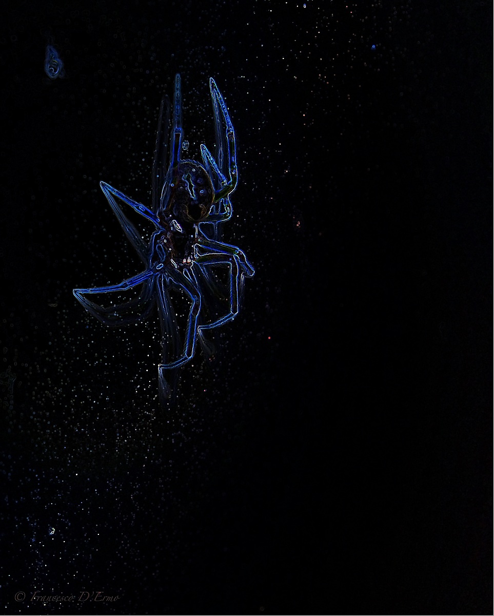 Constellation Spider