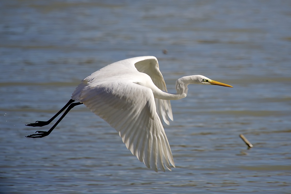 Great Egret taking off