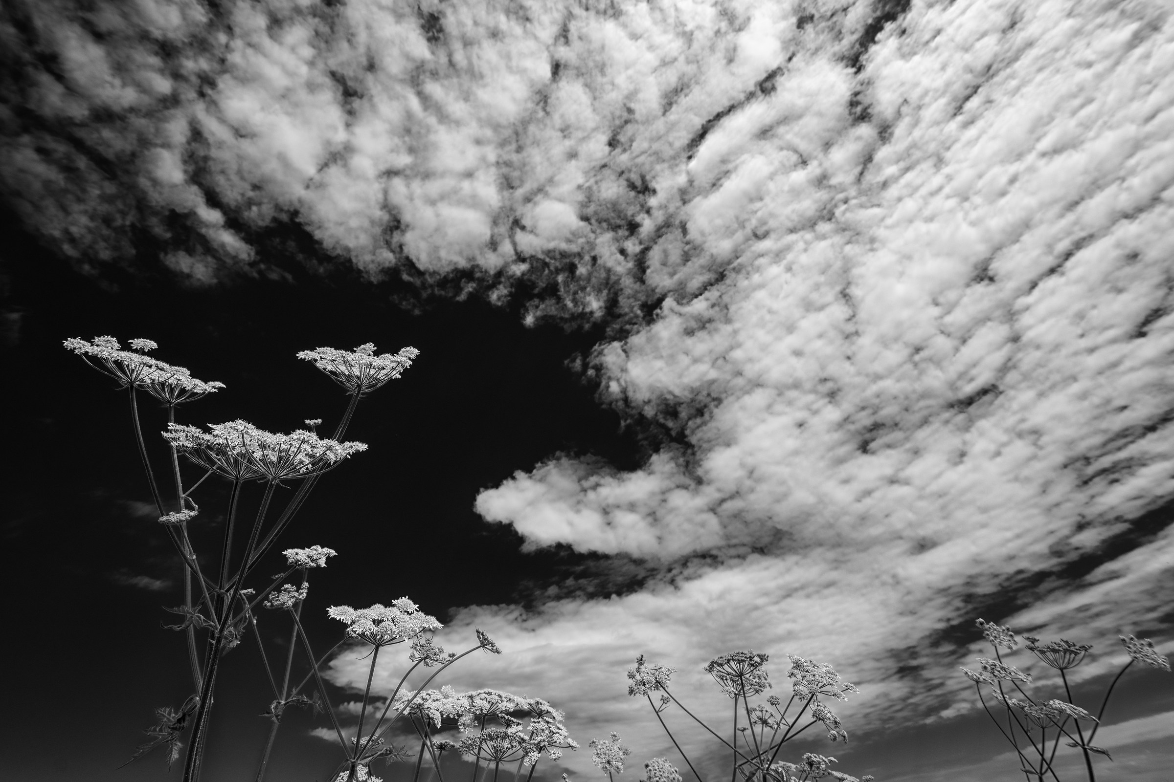 Reaching For The Clouds