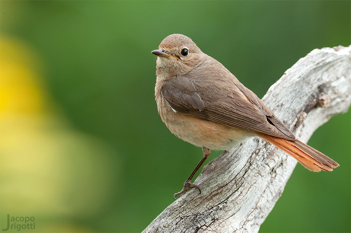 Redstart female