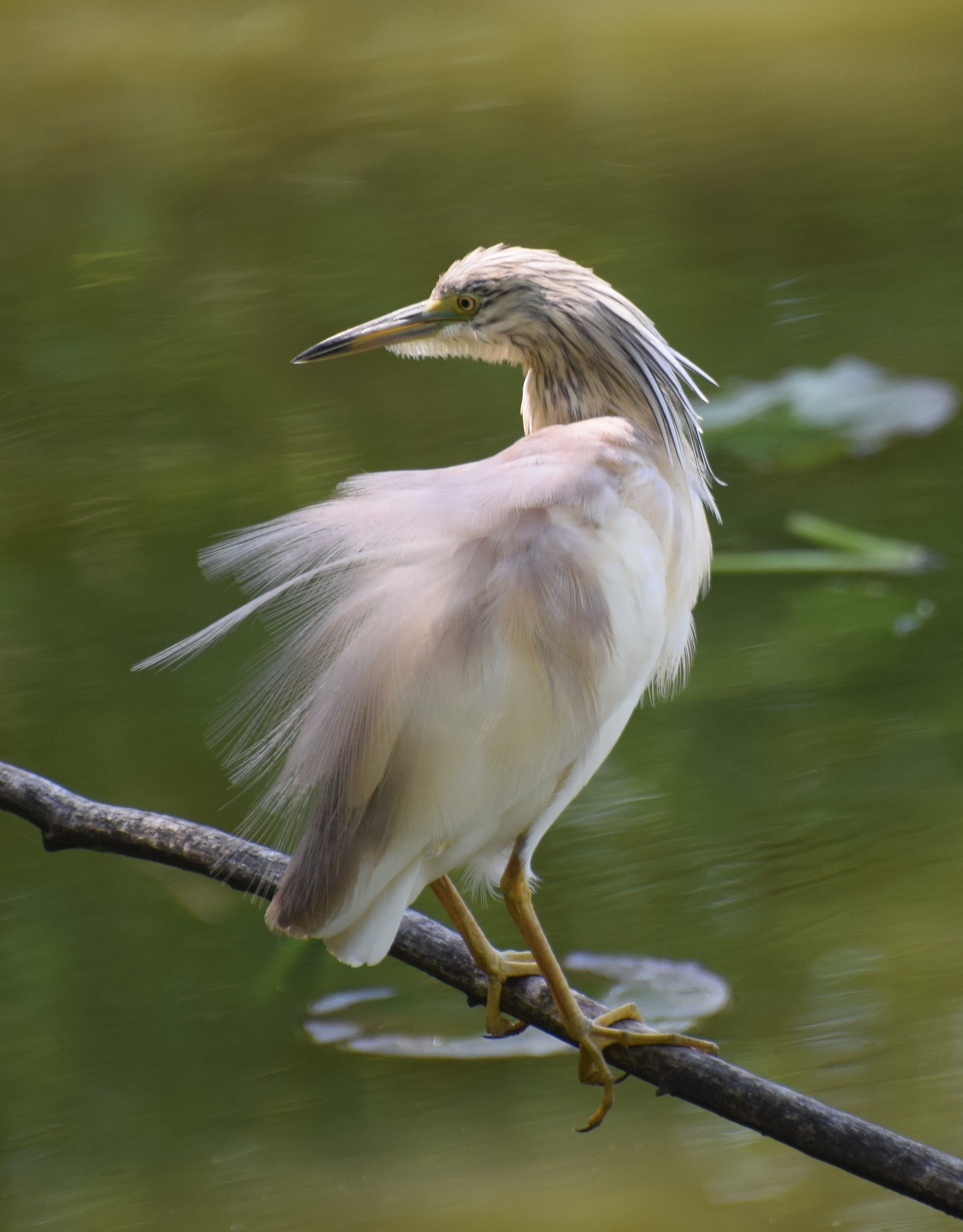 Squacco Tuft (Ardeola ralloides)