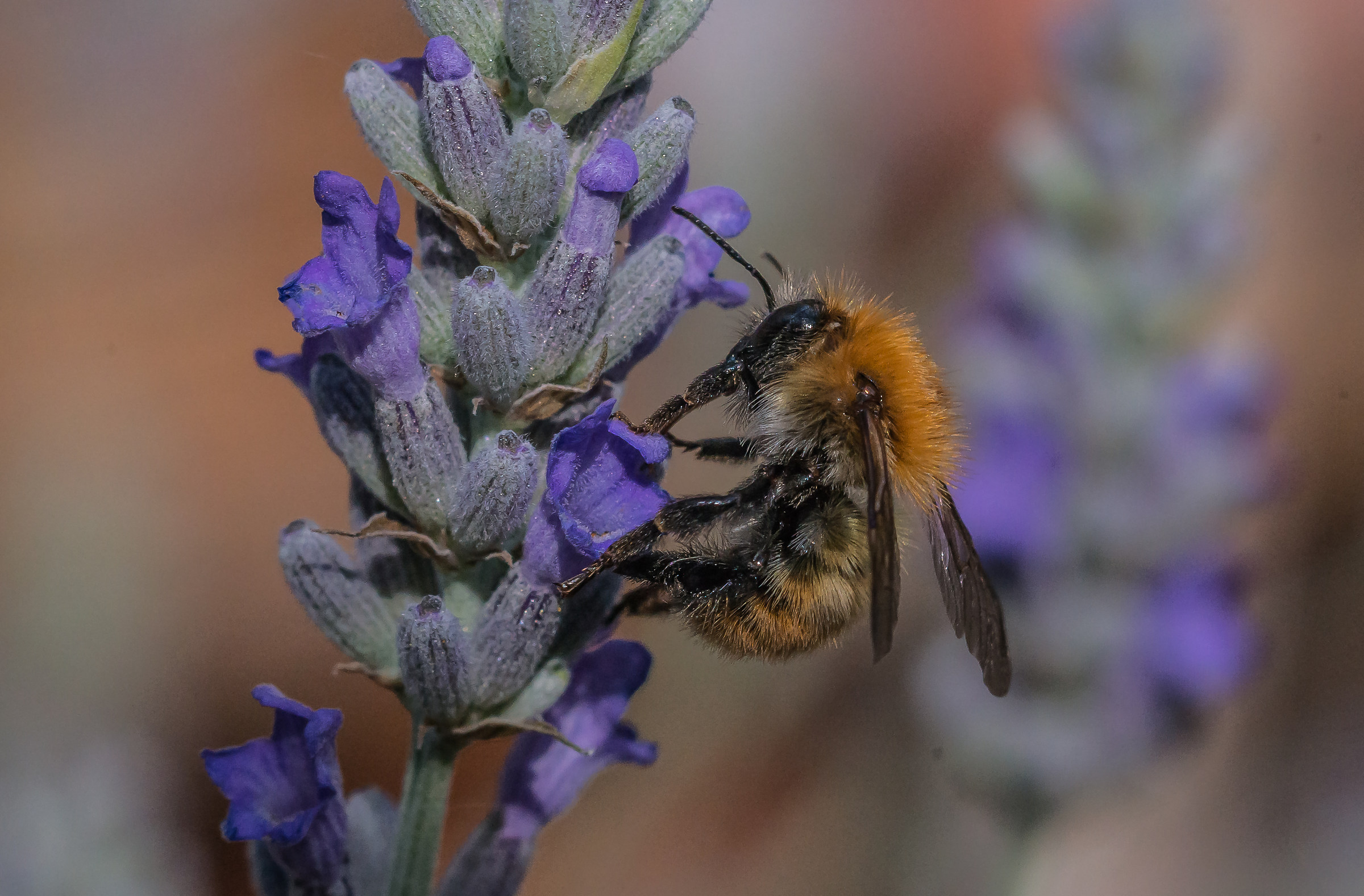 I delicati colori del campo di lavanda al tramonto