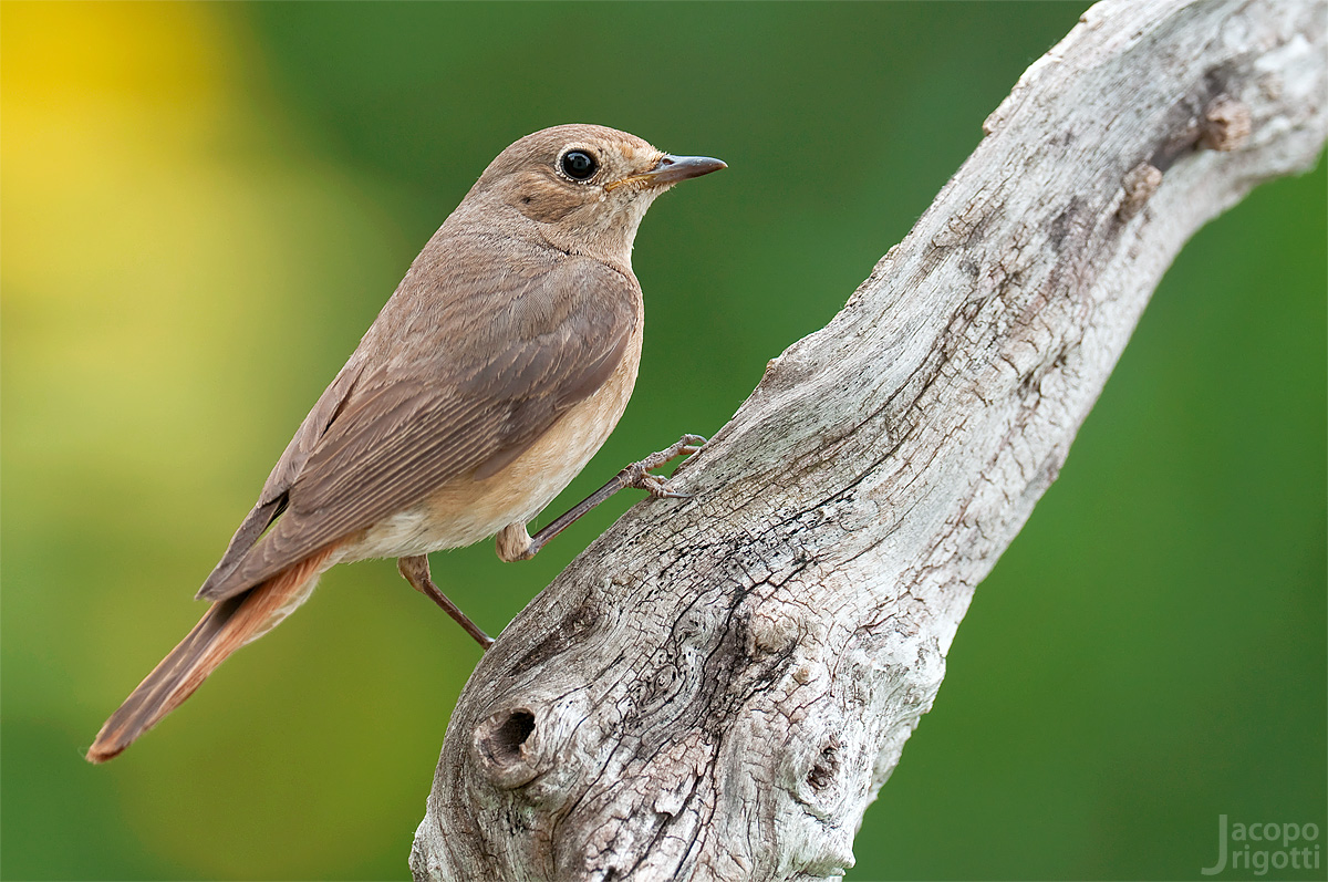 Redstart female