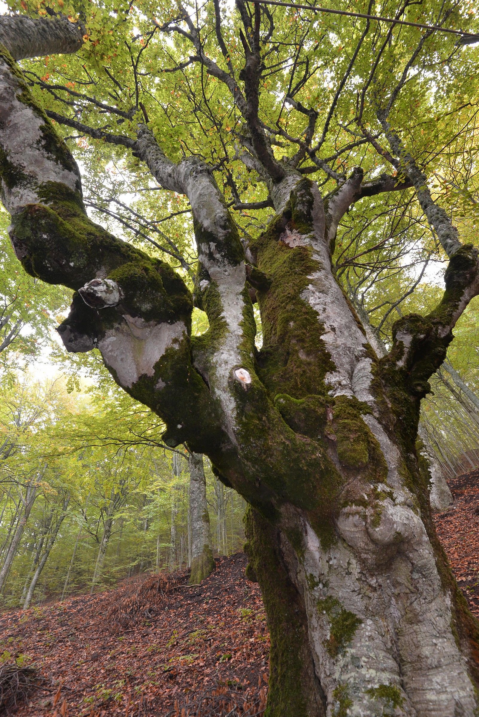 Acero Madonna dell'acero -corno alle scale