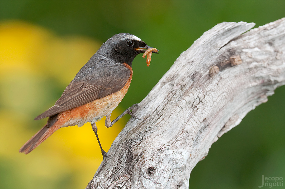 Redstart male