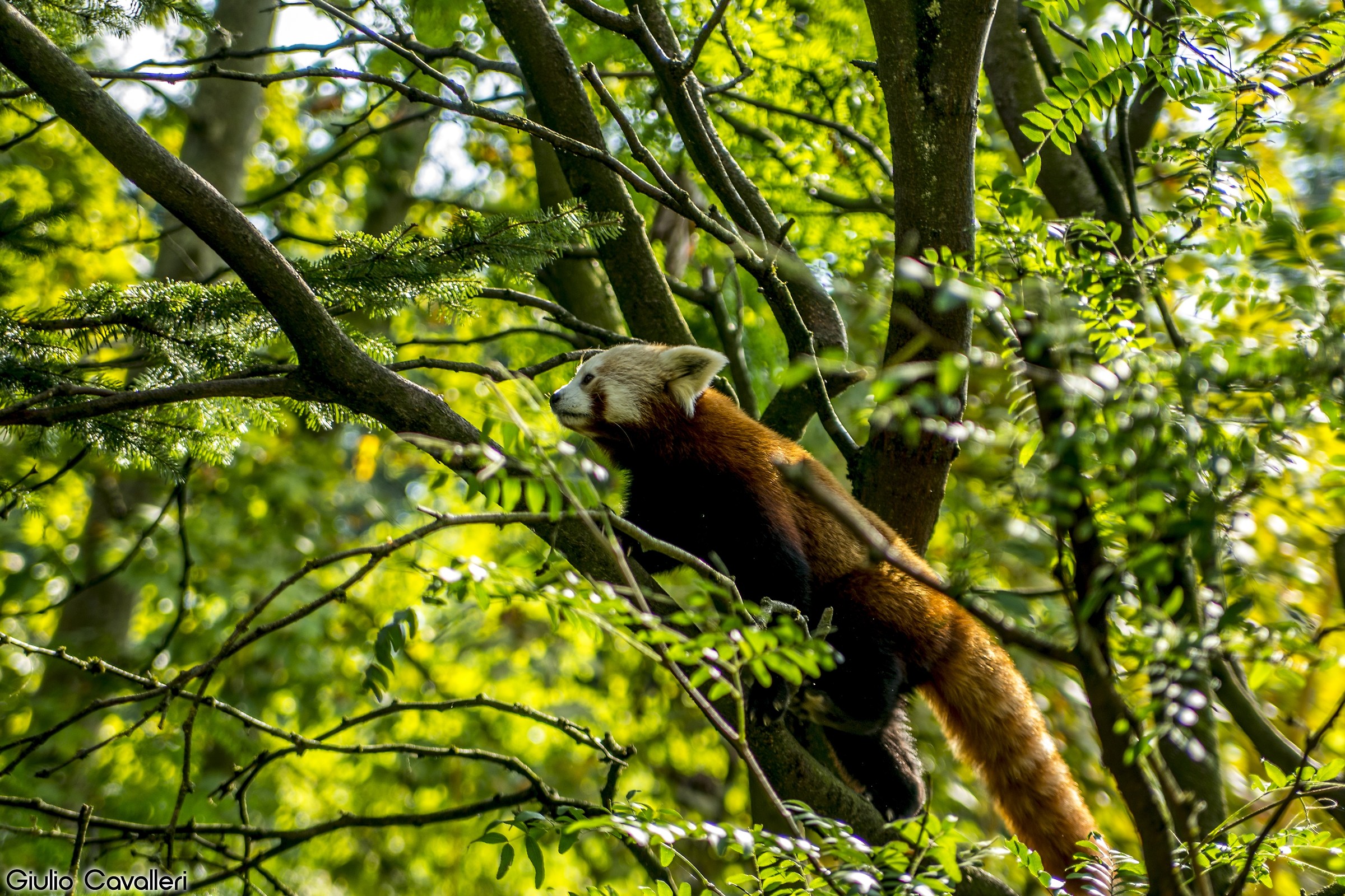 Red Panda-Living Nature Park