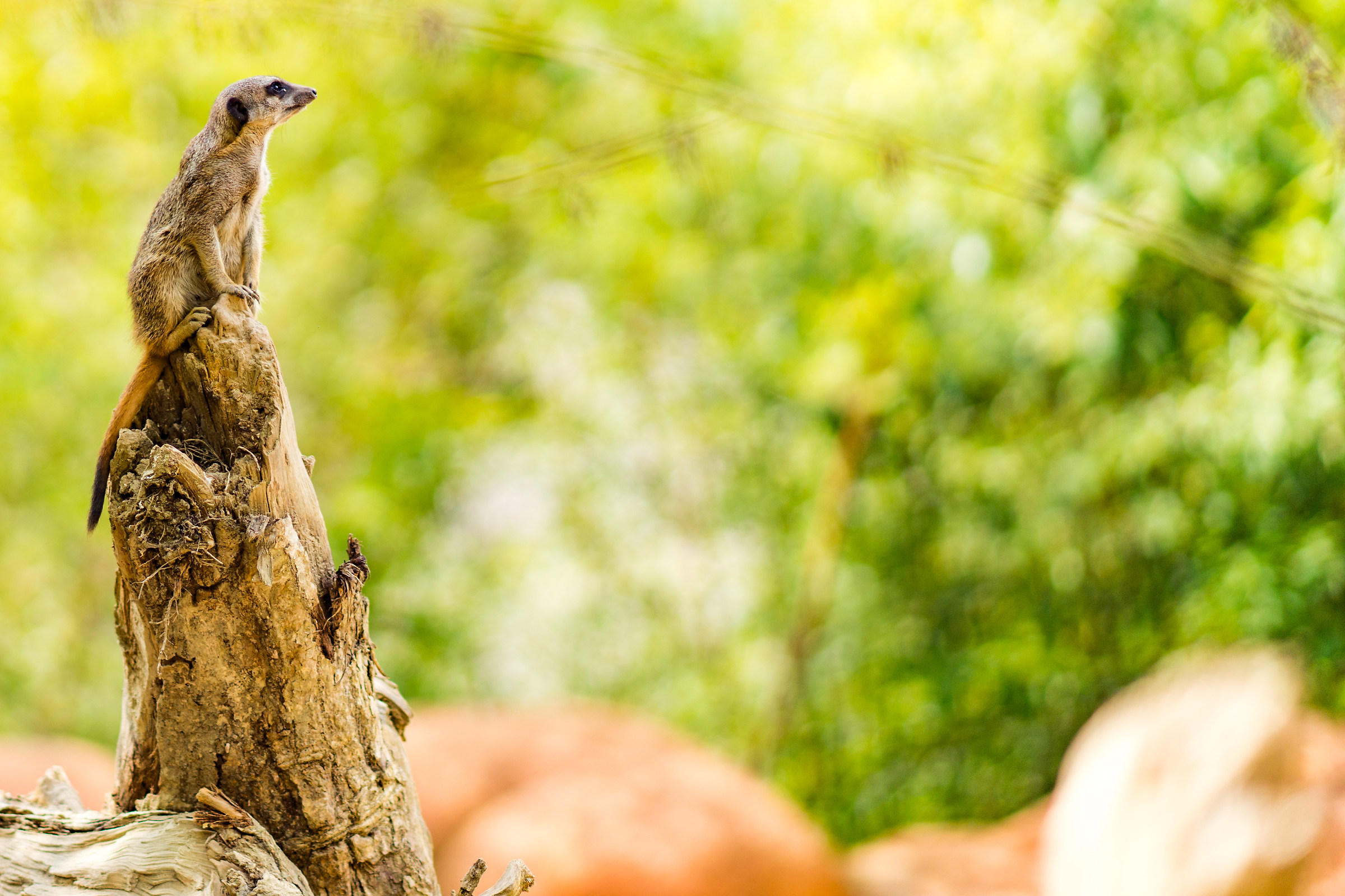 Suricata-Park Nature Viva