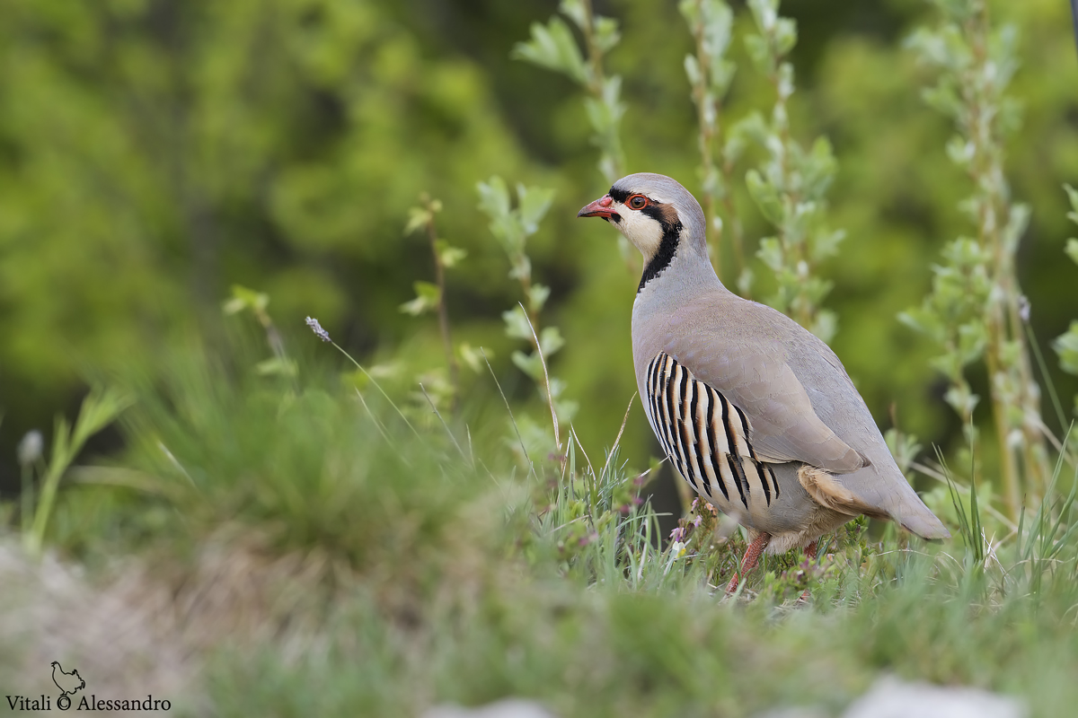 Eastern Partridge