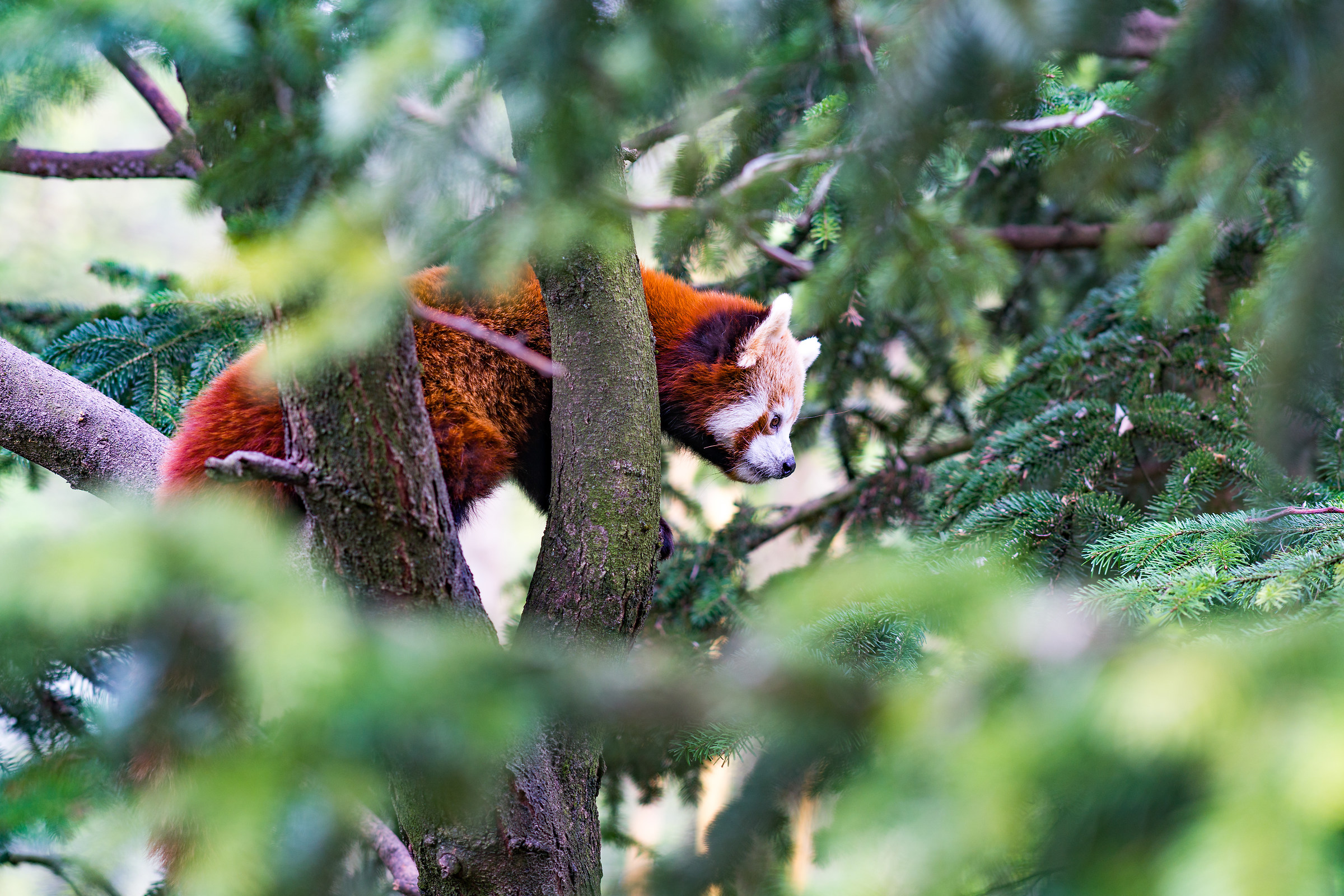 Red Panda-Living Nature Park