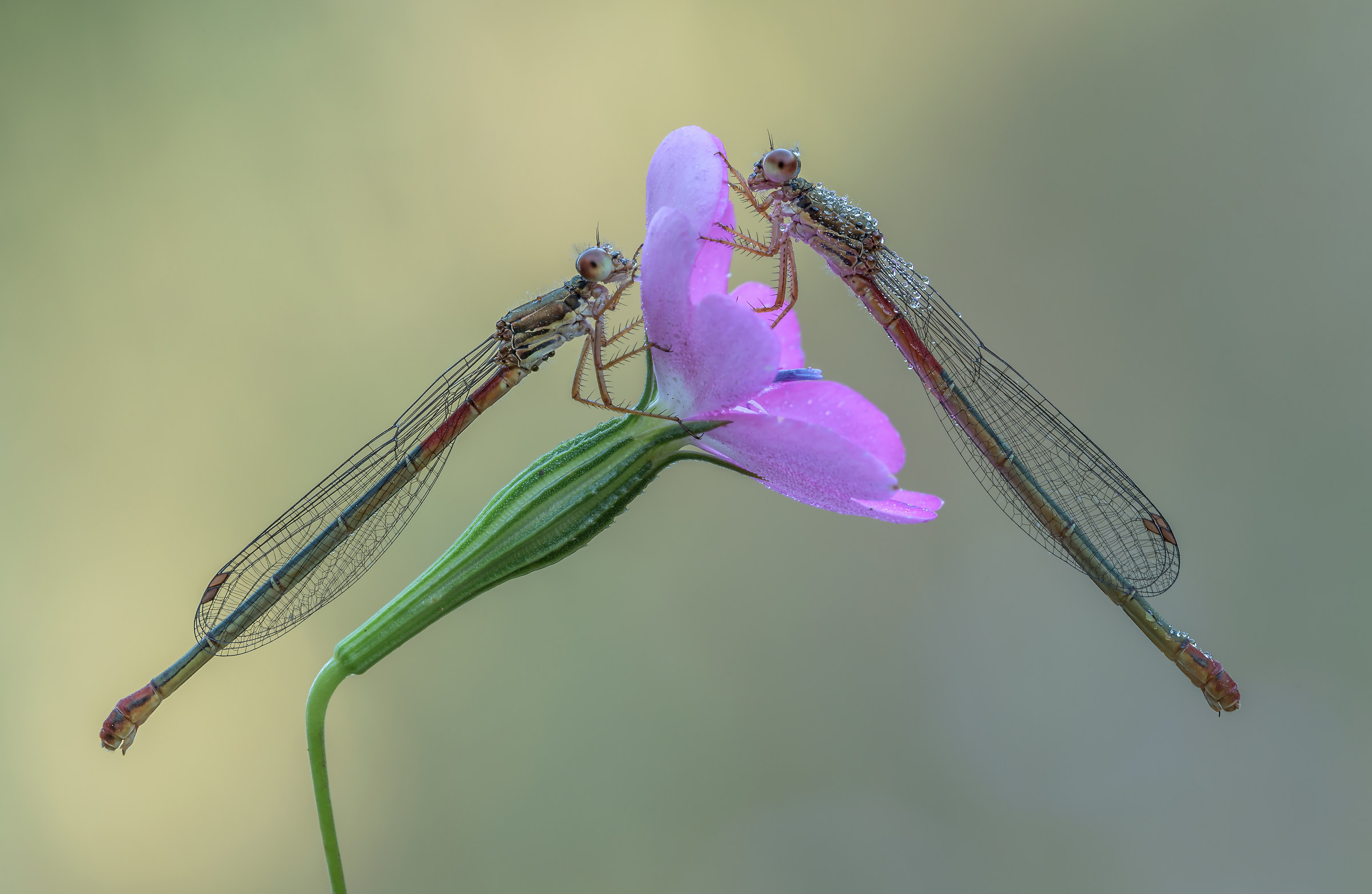 The bridesmaids and the flower